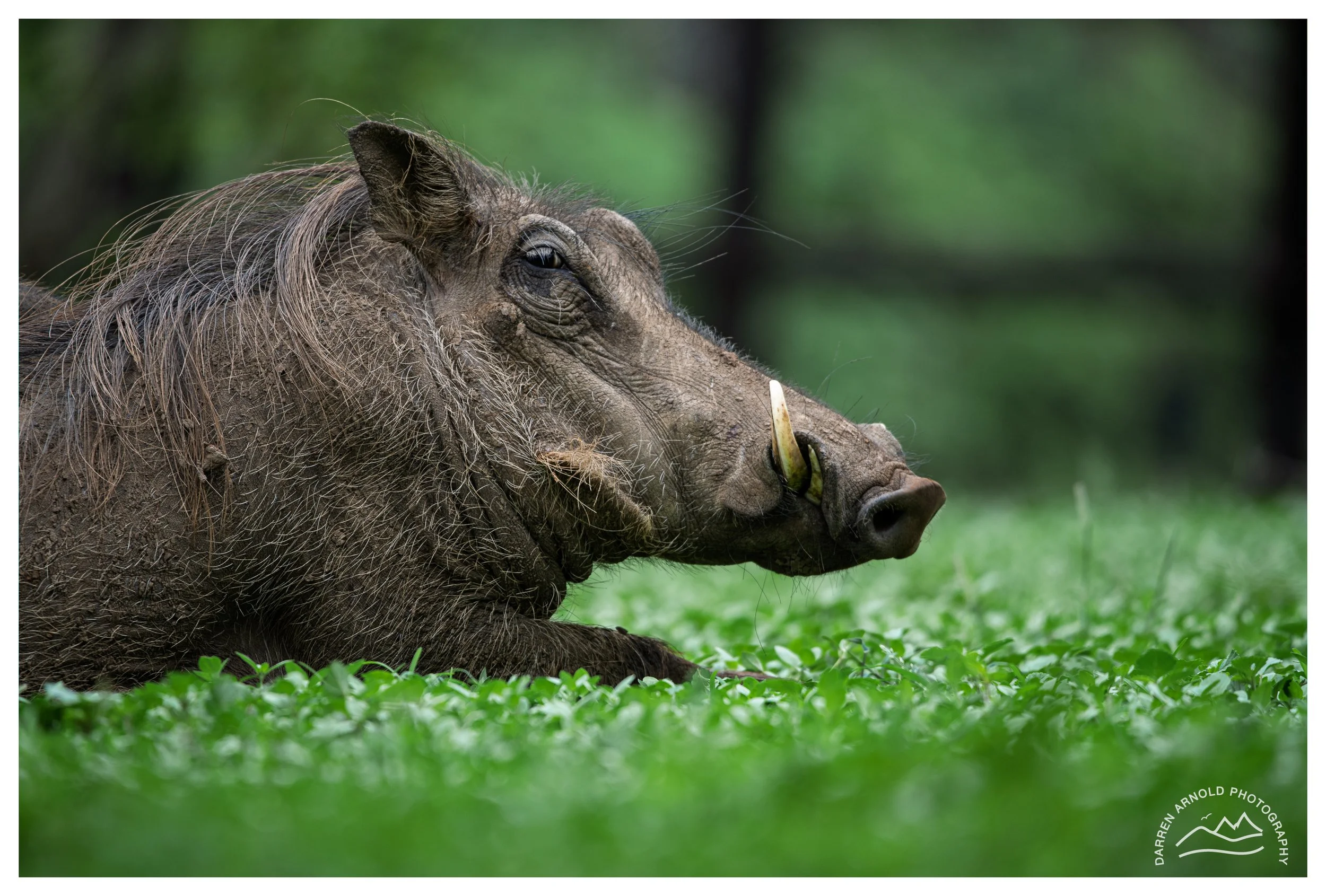 Web_Warthog on Green_20241224_StLucia.jpg