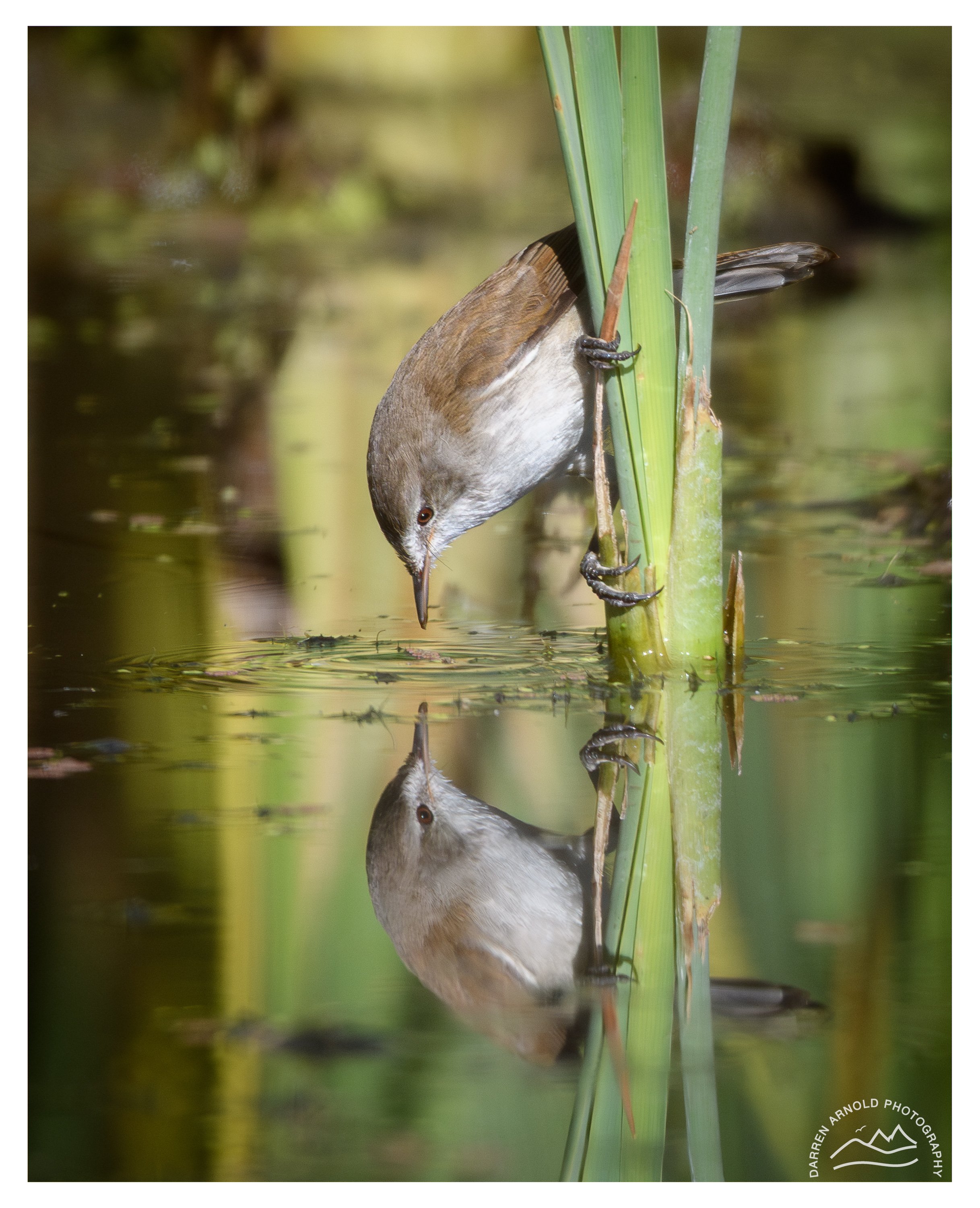 Web_Reflected Warbler_20230423_Marievale.jpg