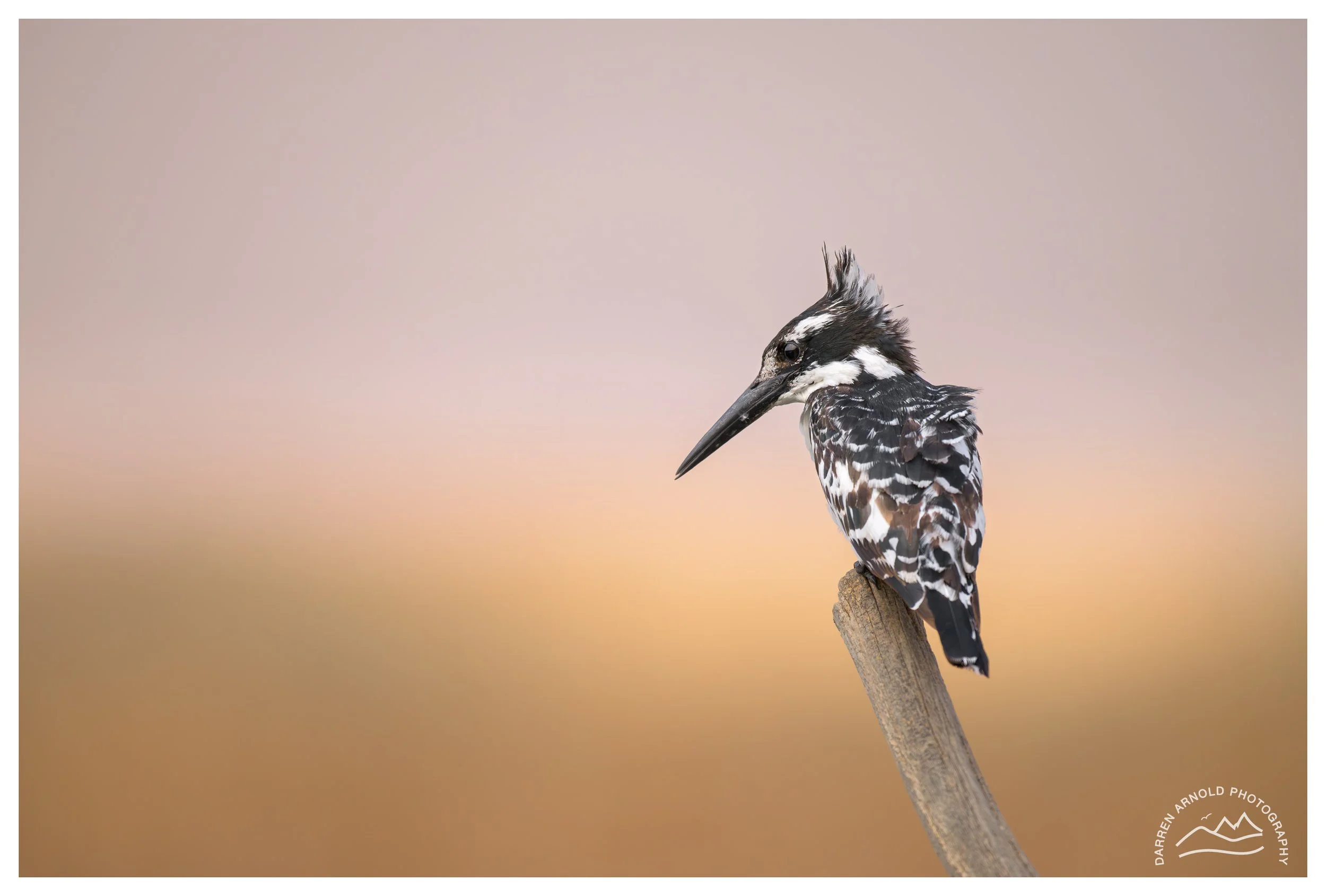 Web_Pied Kingfisher Perched_20250914_Marievale.jpg