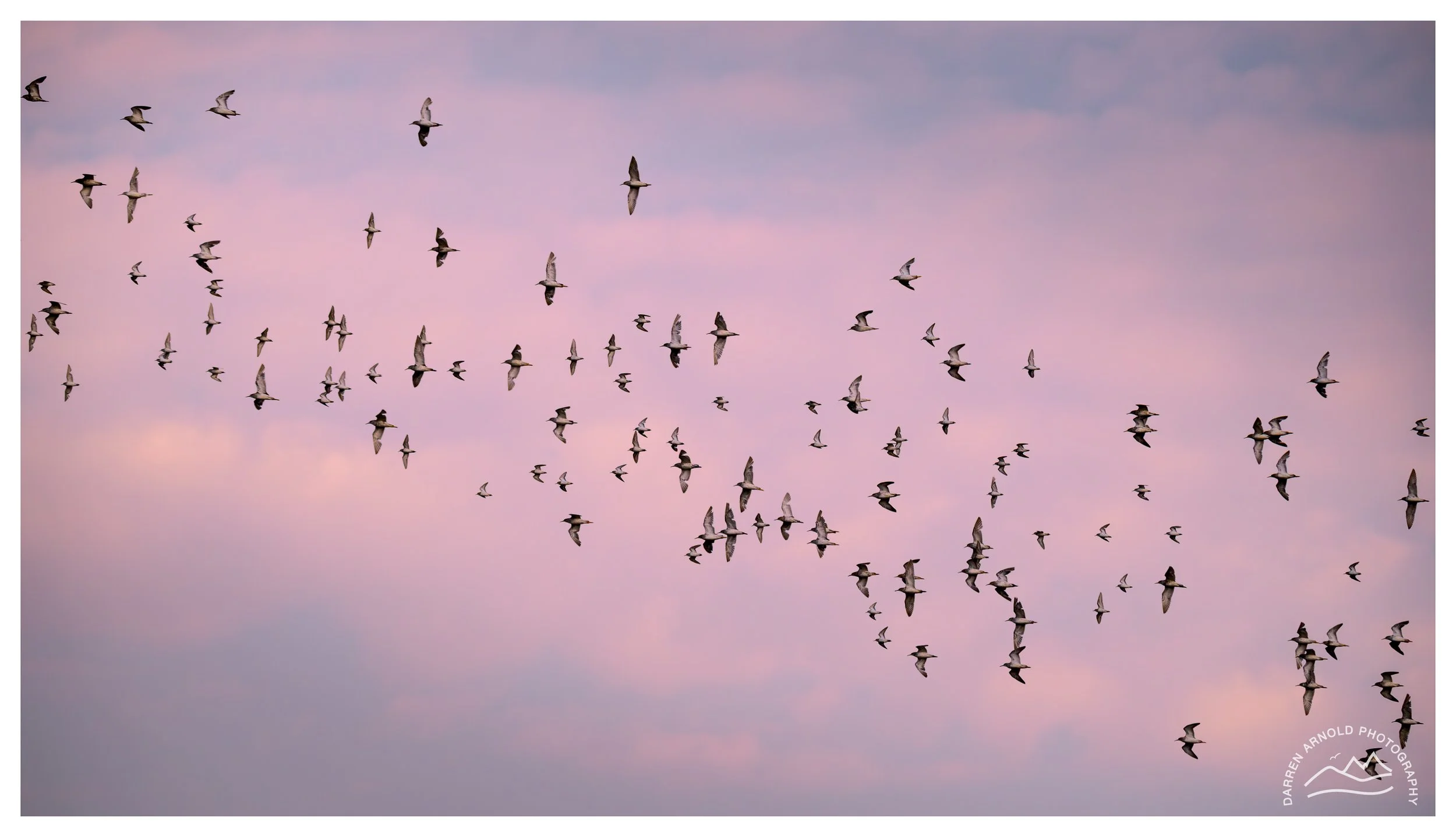 Web_Magenta Flock_20250914_Marievale.jpg