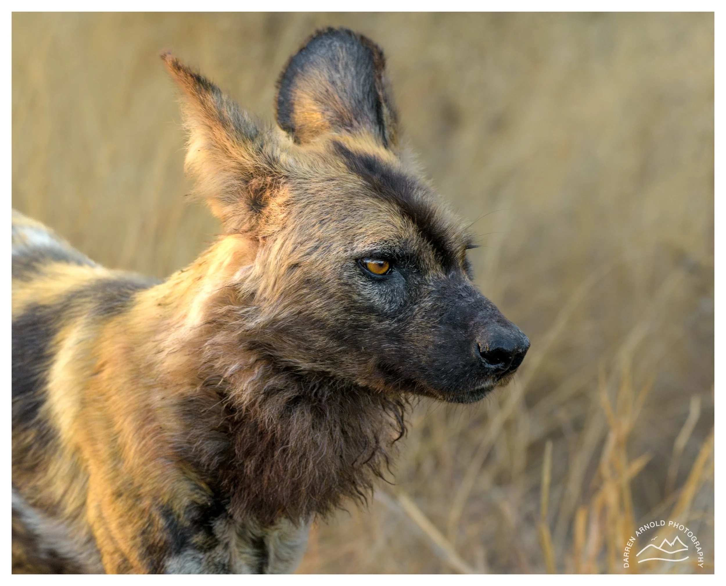 Web_Wild Dog_Kruger_July25_Day4.jpg
