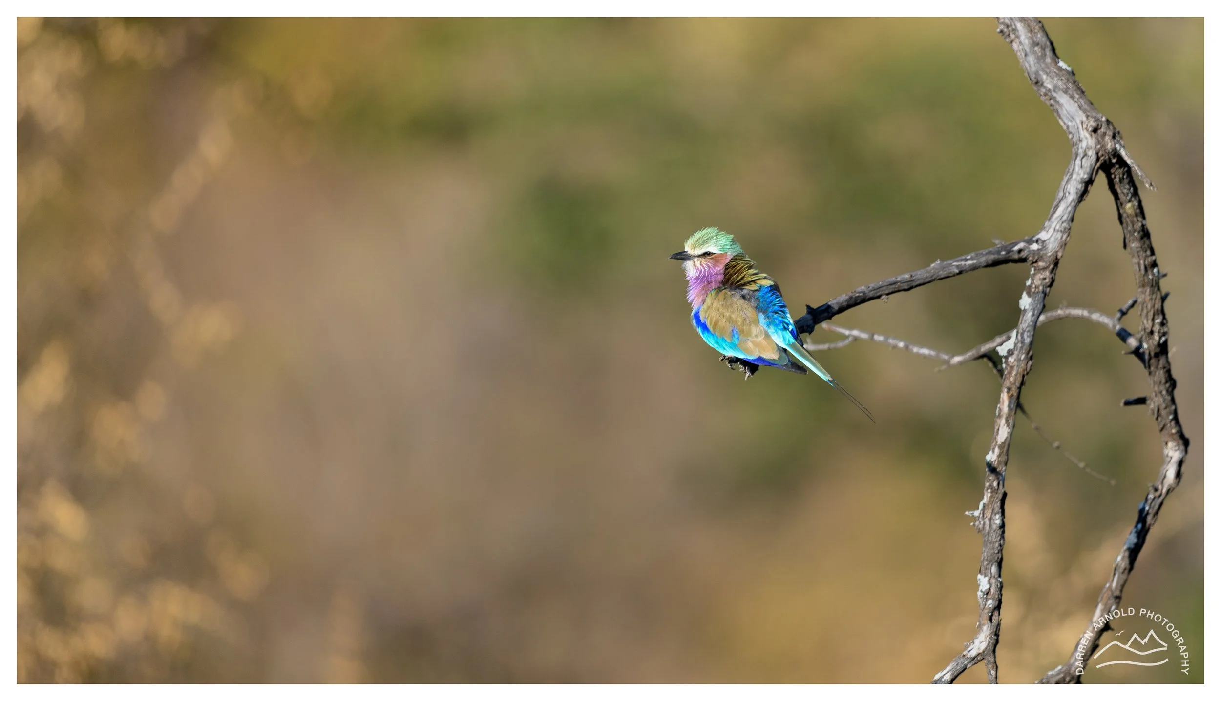Web_Lilac Breasted Roller_Kruger_July25_Day2.jpg