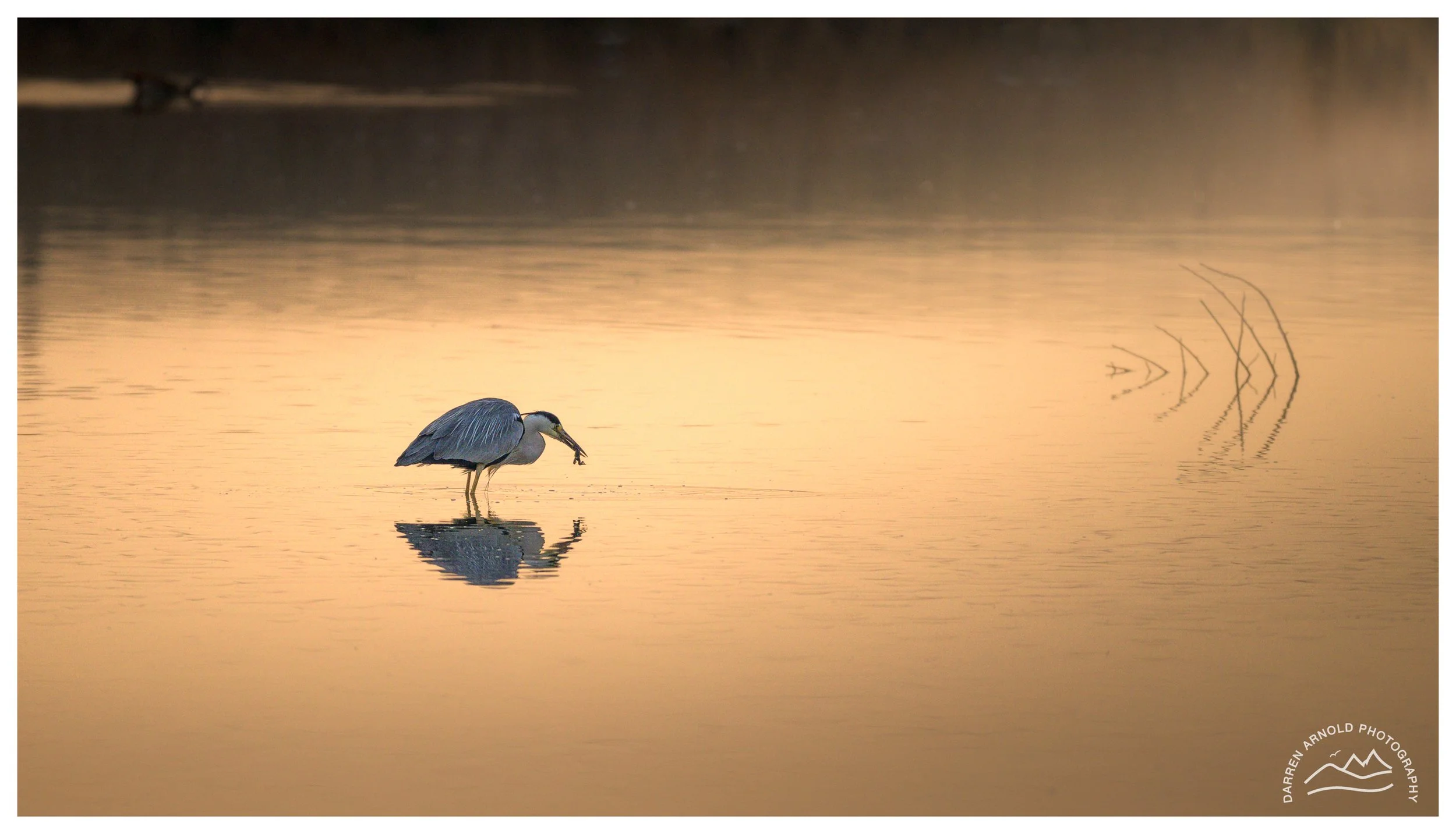 Web_Heron Frog Dinner_20250914_Marievale.jpg