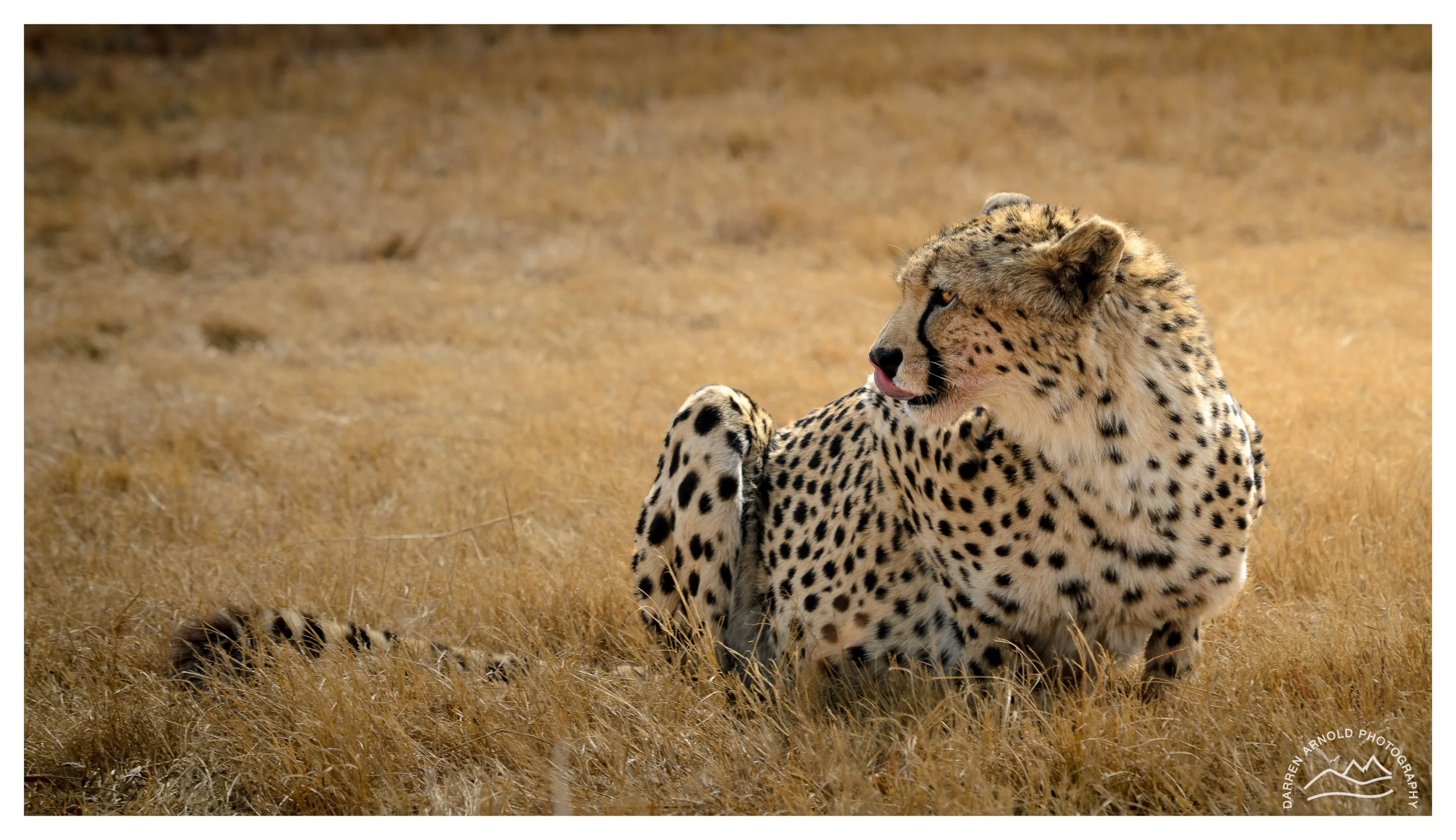 Web_Cheetah Full Length_2011_RWC_New Zealand.jpg