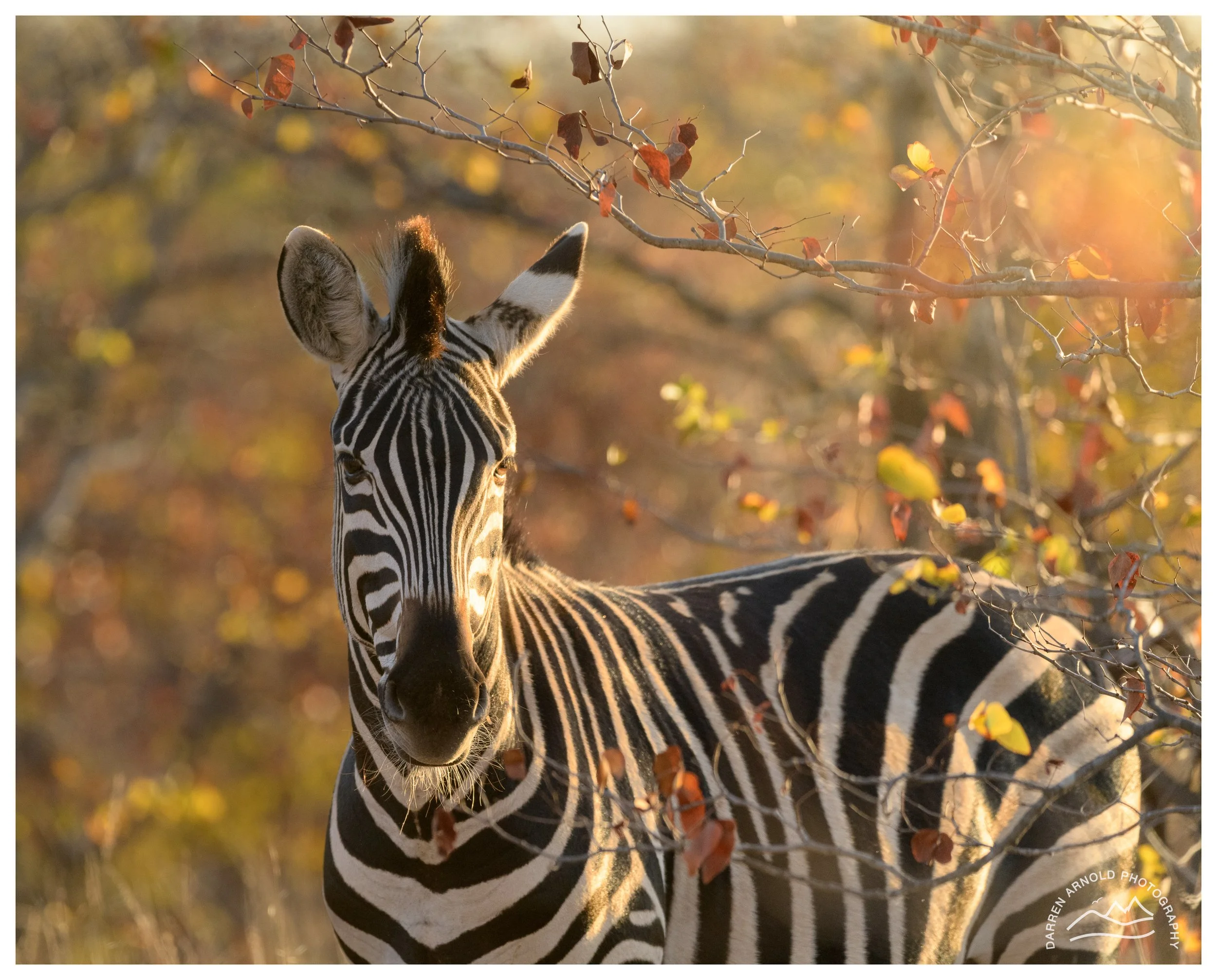 Web_Zebra framed by Tree_Kruger_July25_Day2.jpg