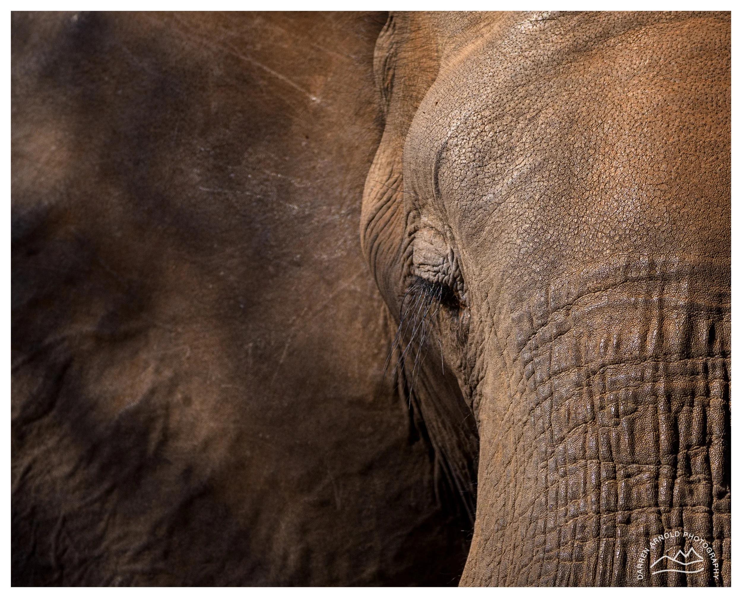 Web_Intimate Elephant_Kruger_July25_Day2.jpg