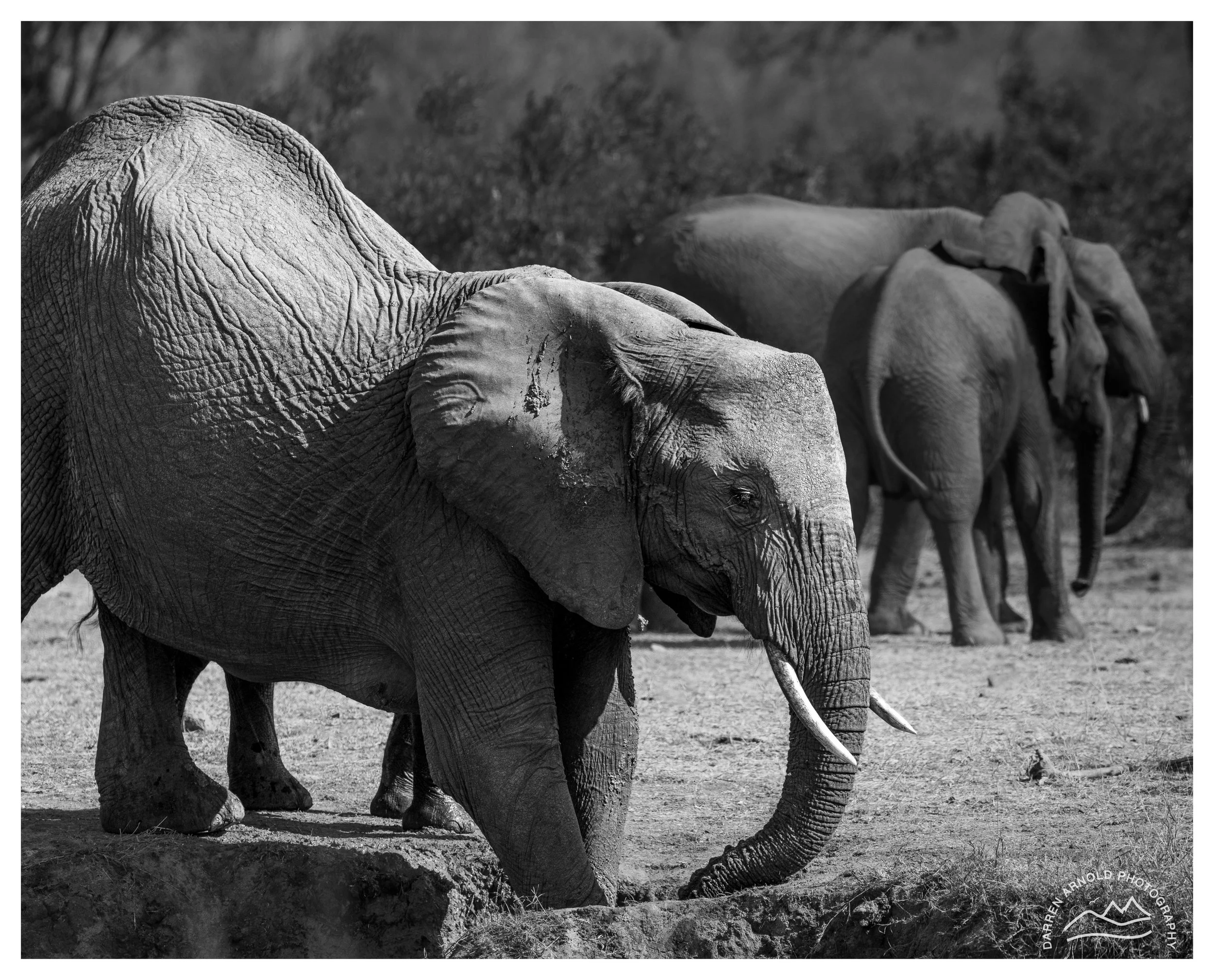Web_Elephant Take a Bow B&W_Kruger_July25_Day5.jpg