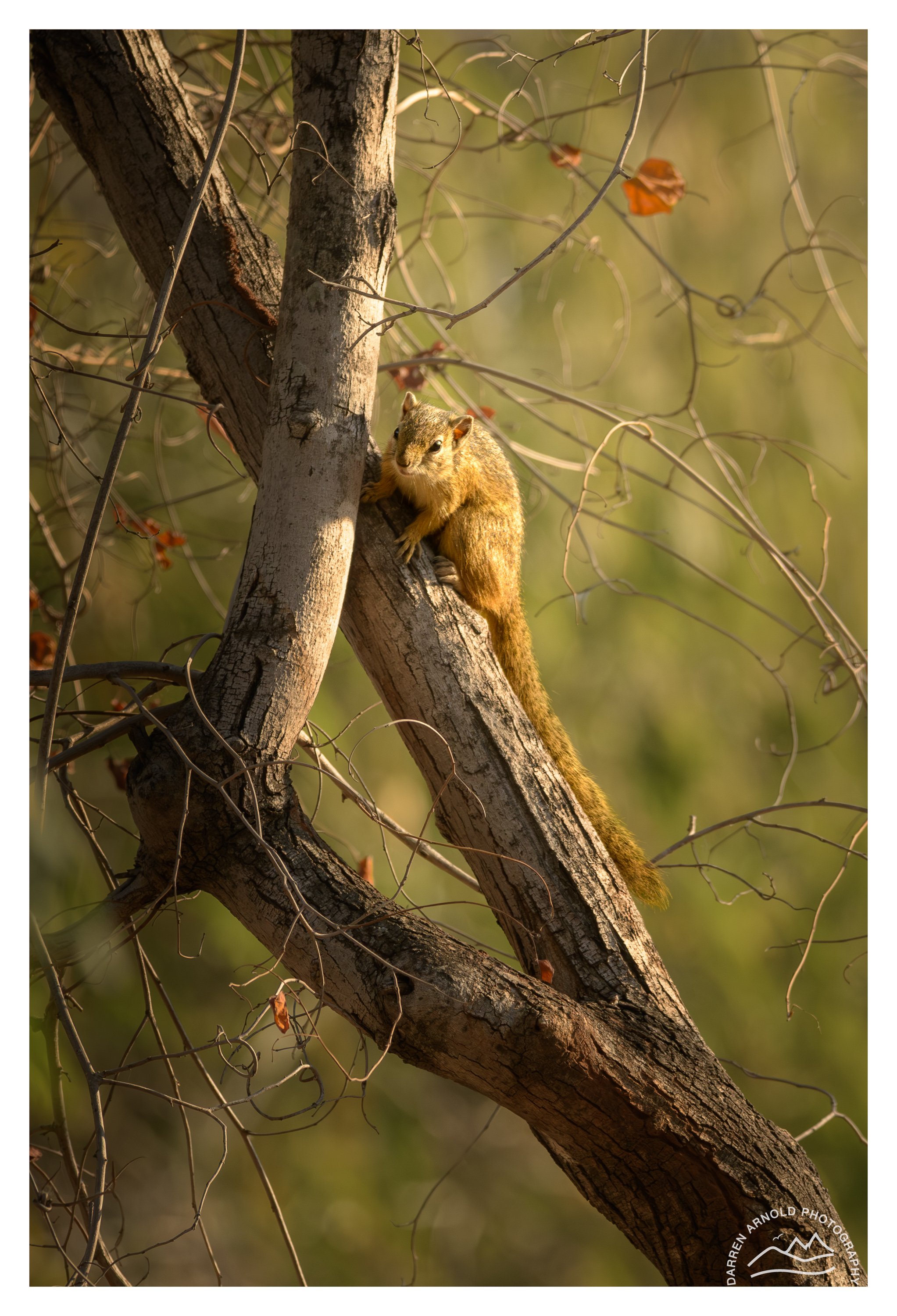 Web_Climbing Squirrel_Kruger_July25_Day5.jpg