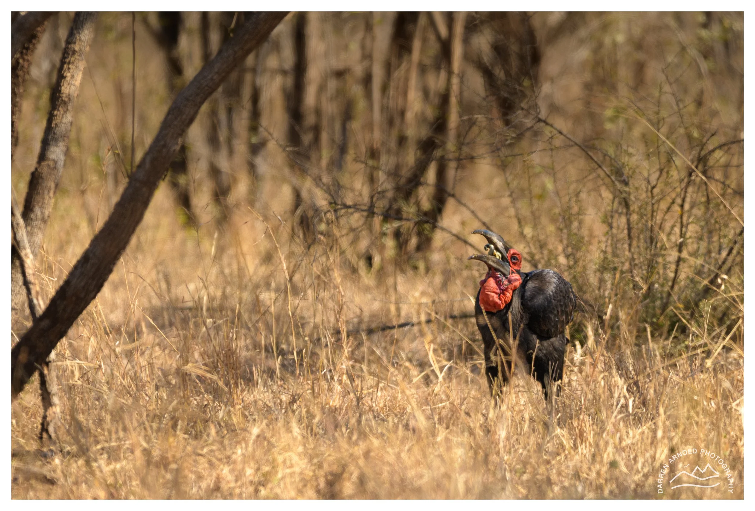 Web_Southern Red Hornbill_Kruger_July25_Day4.jpg