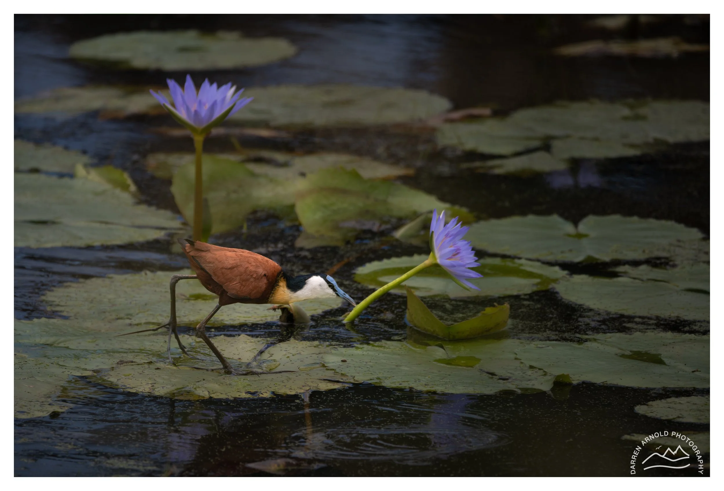Web_African Jacana_20241225_StLucia.jpg
