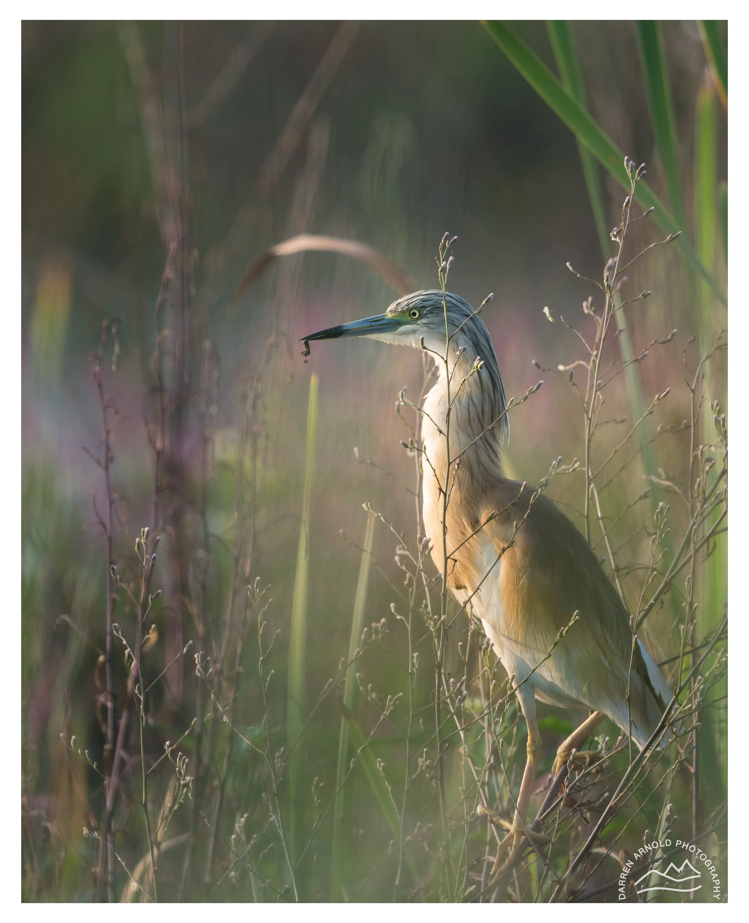 Web_Squacco Heron_20250119_Marievale.jpg