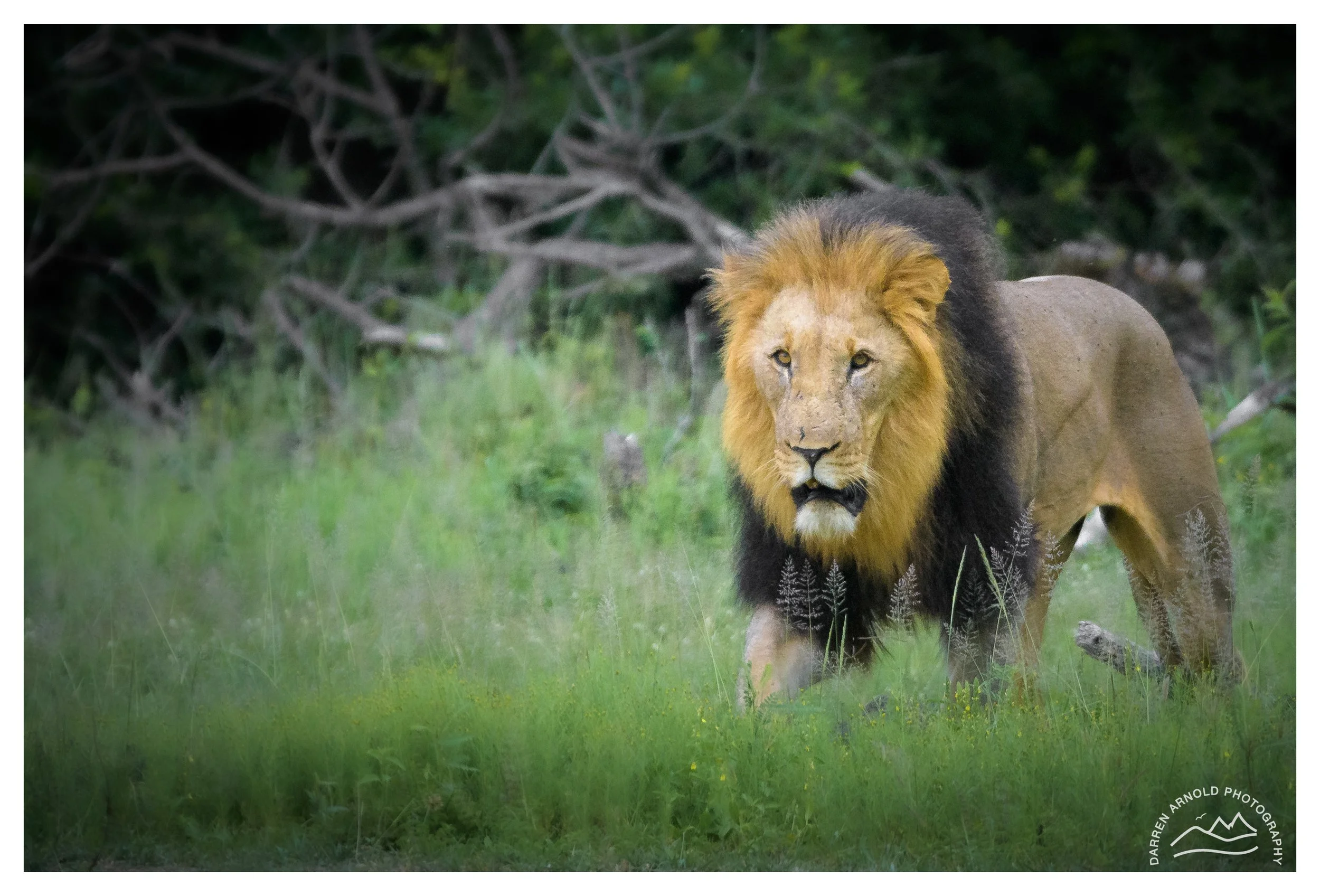 Web_Emerging Lion_202401_Vuyani Safari Lodge.jpg