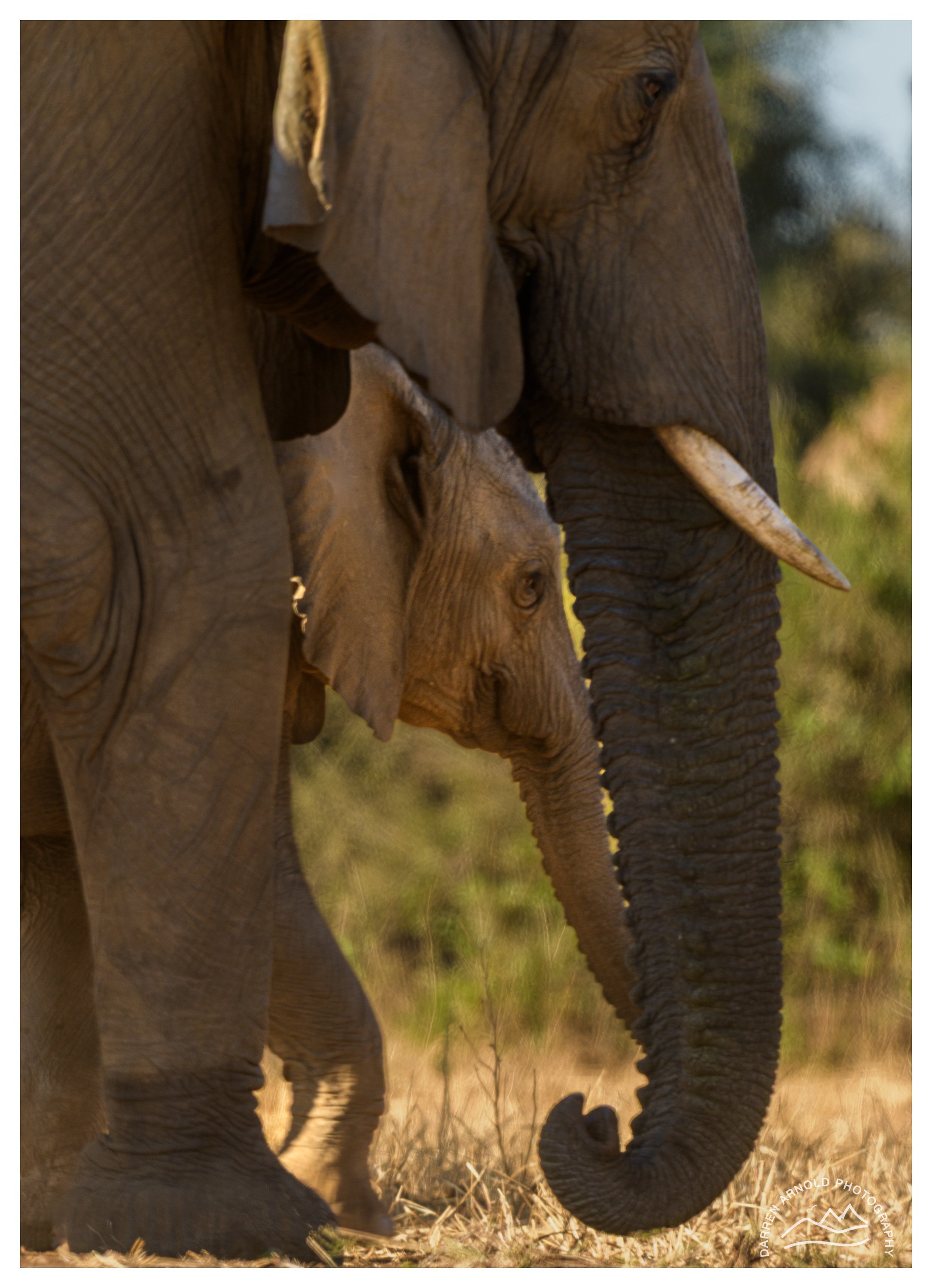 Web_Mother and Child Elephants_Kruger_July25_Day4.jpg