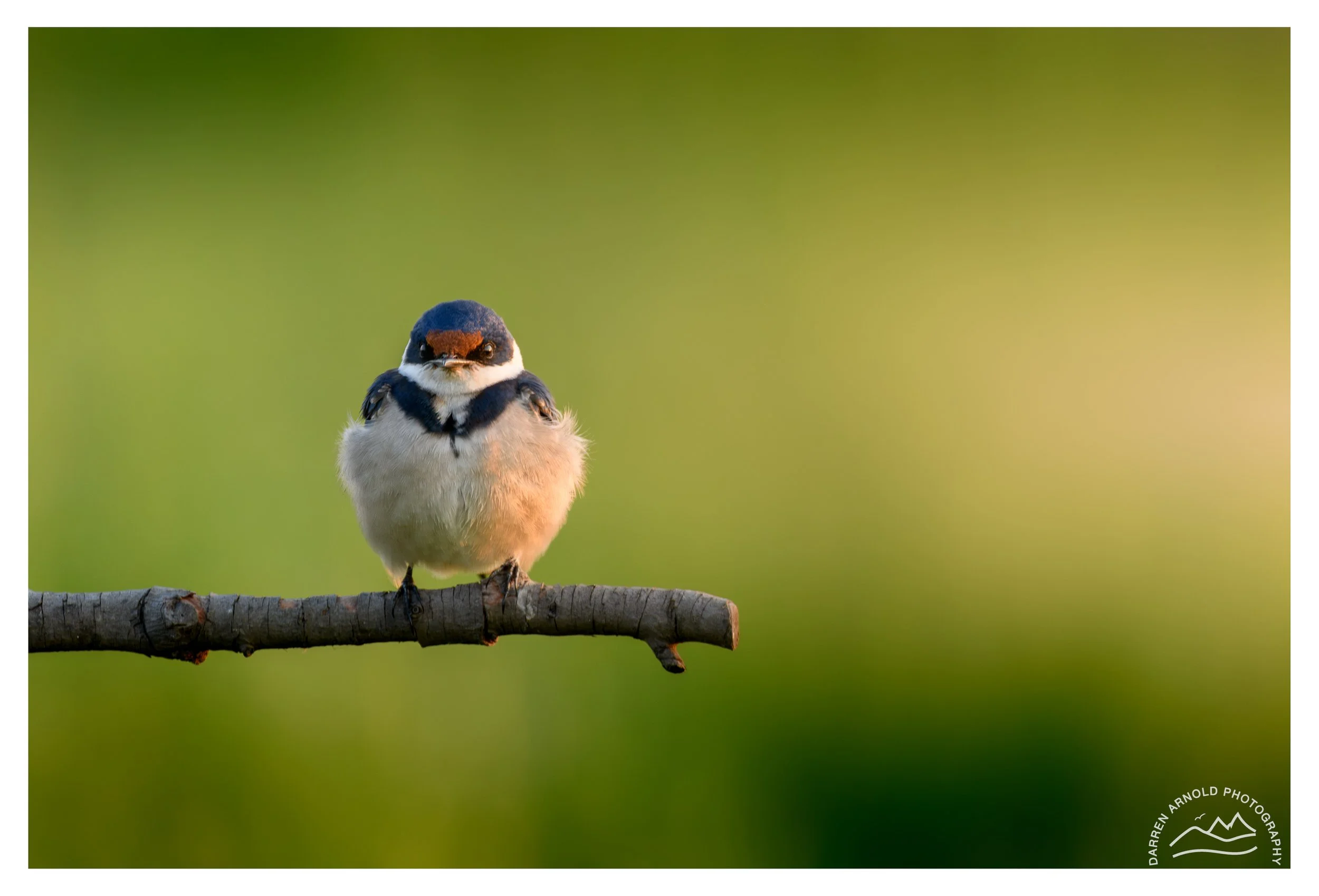 Web_White Throated Swallow_20220925_Marievale.jpg