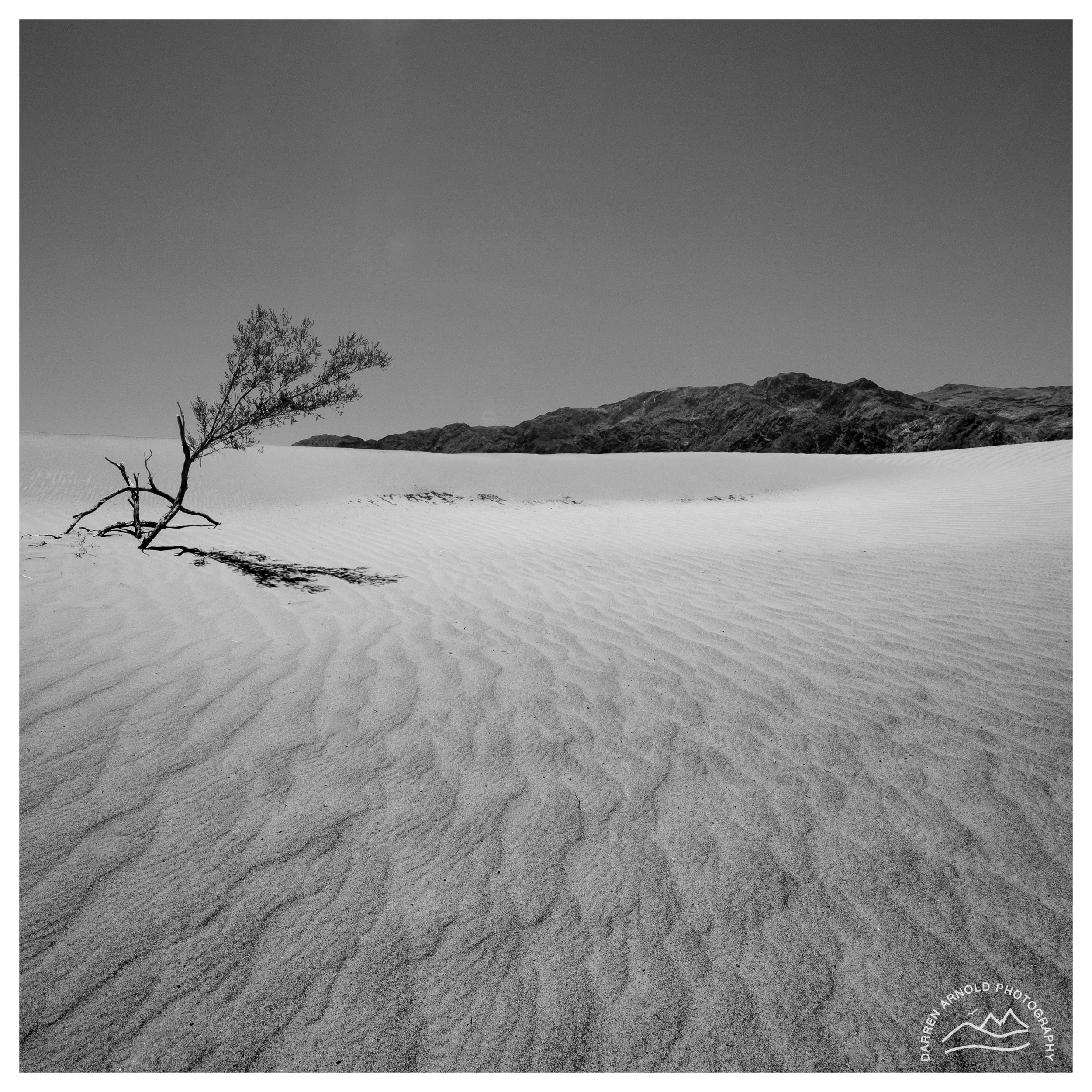 Web_Lone Desert Tree B&W_2019Jun_Death Valley.jpg