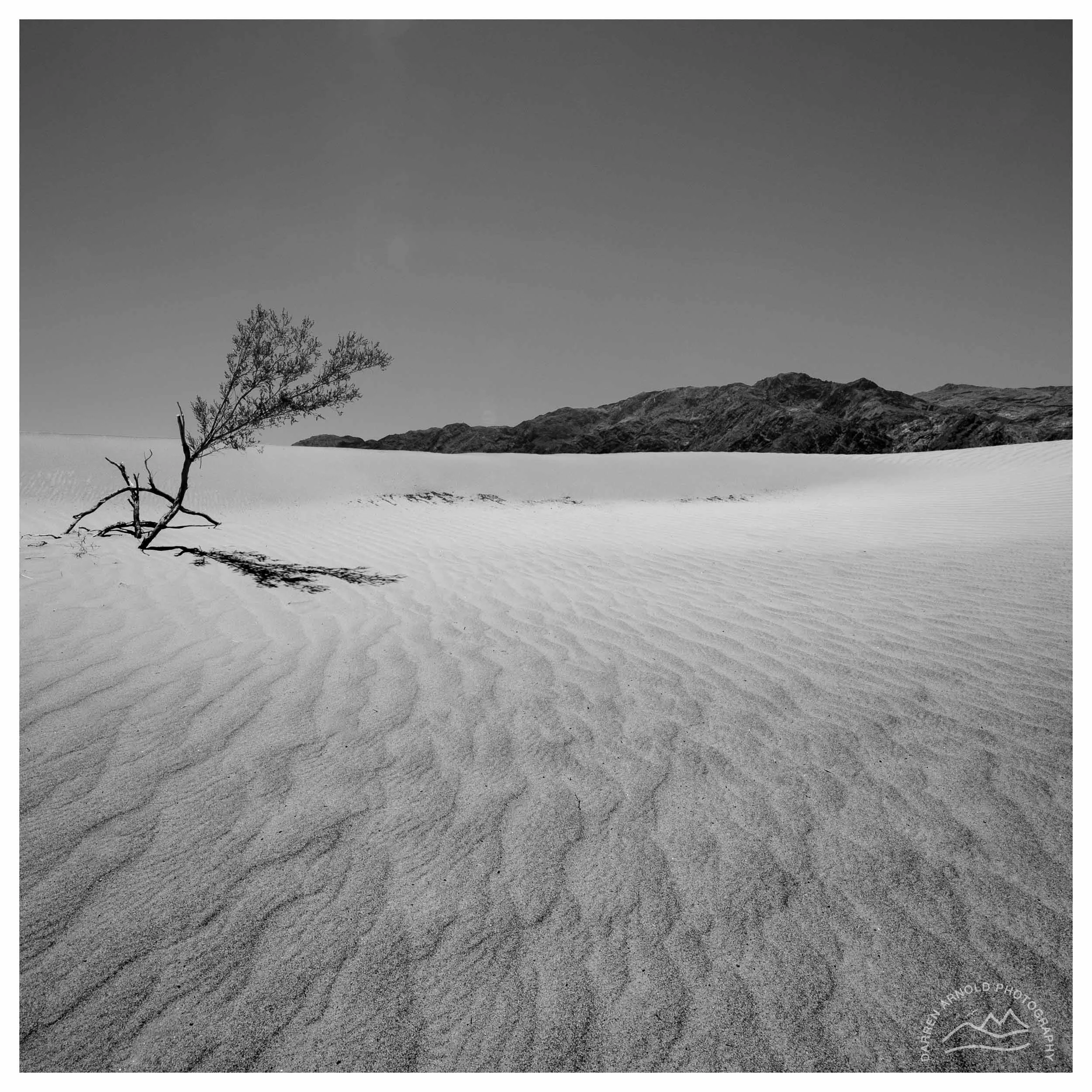A black and white photograph of a desert landscape with a single tree casting a shadow on the rippled sand dunes, and mountains in the background.