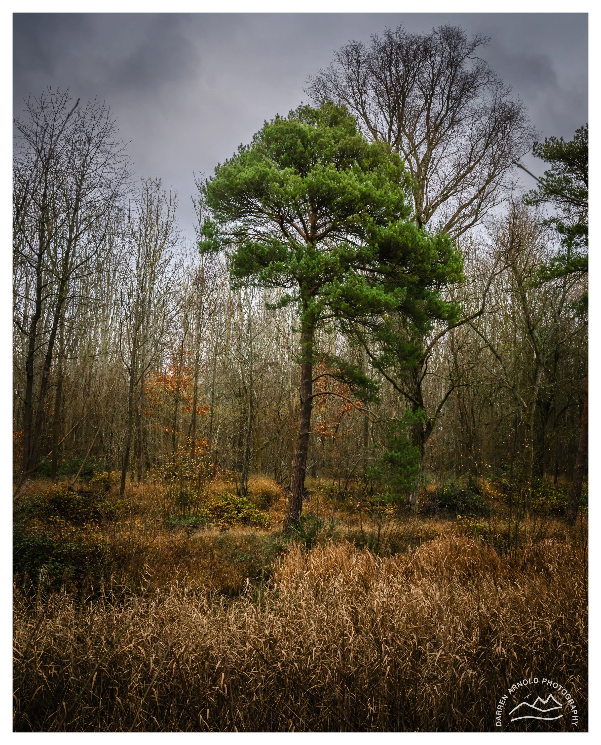 Web_Lone Tree_20251227_Irchester Country Park.jpg
