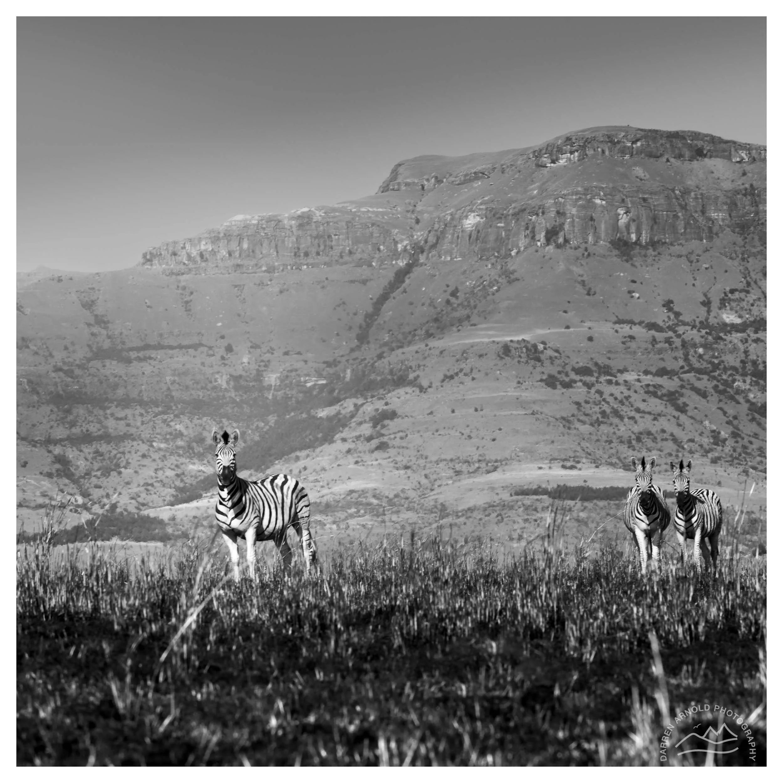 Three zebras standing in a grassy plain with mountains in the background, in a black and white photograph.