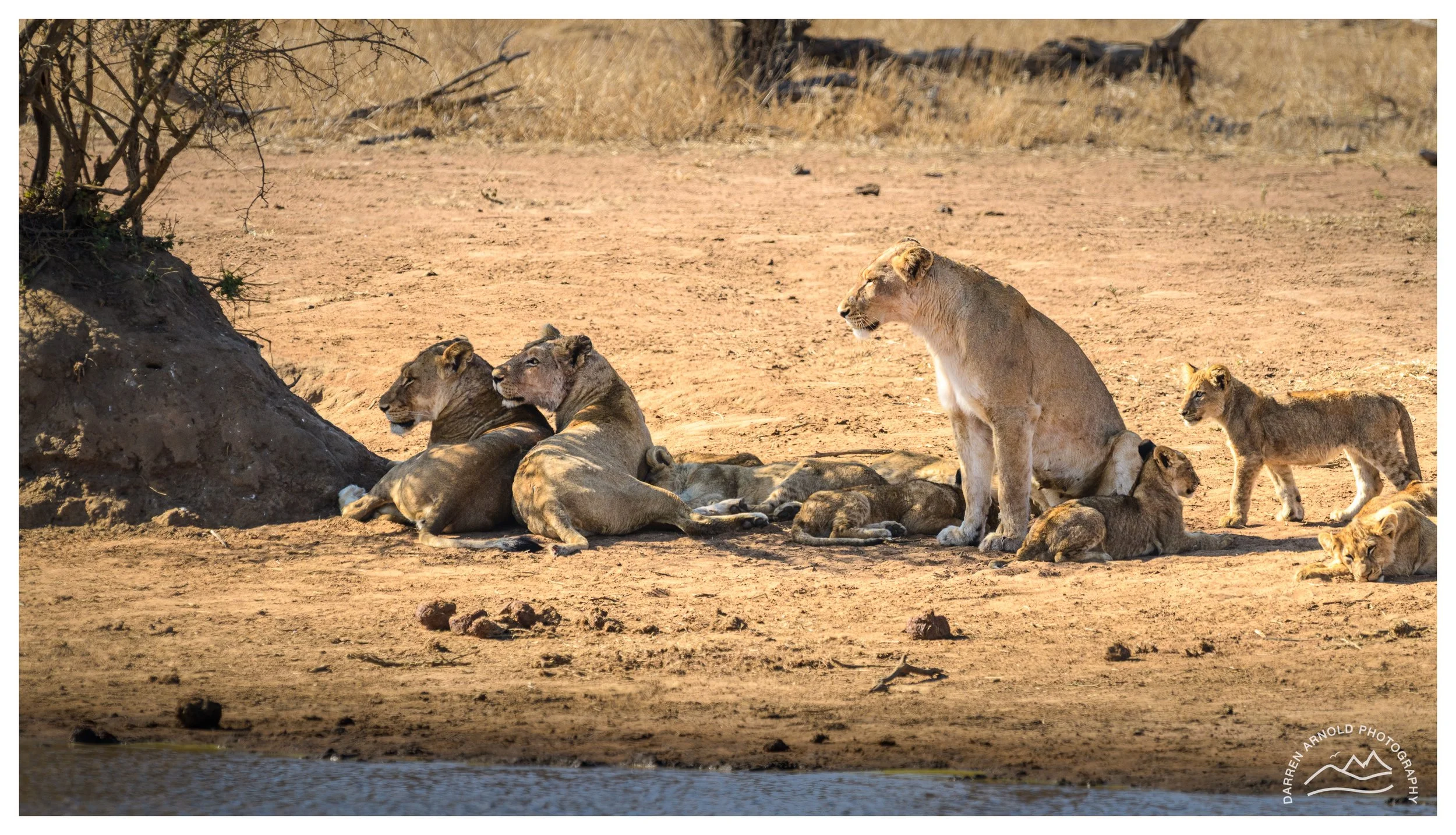 Web_Lion Pride Alert_Kruger_July25_Day4.jpg