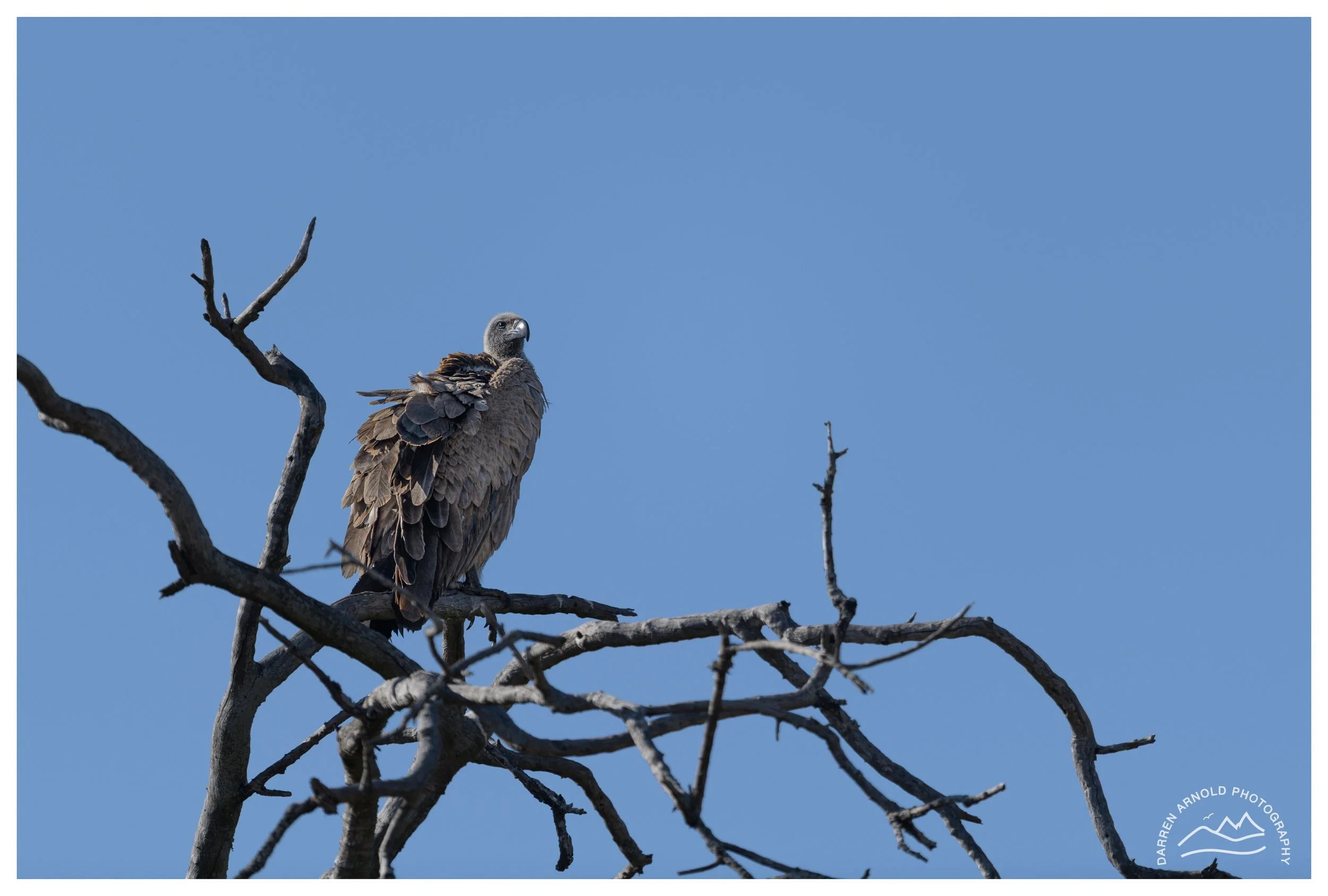 Web_White Backed Vulture_Kruger_July25_Day4.jpg
