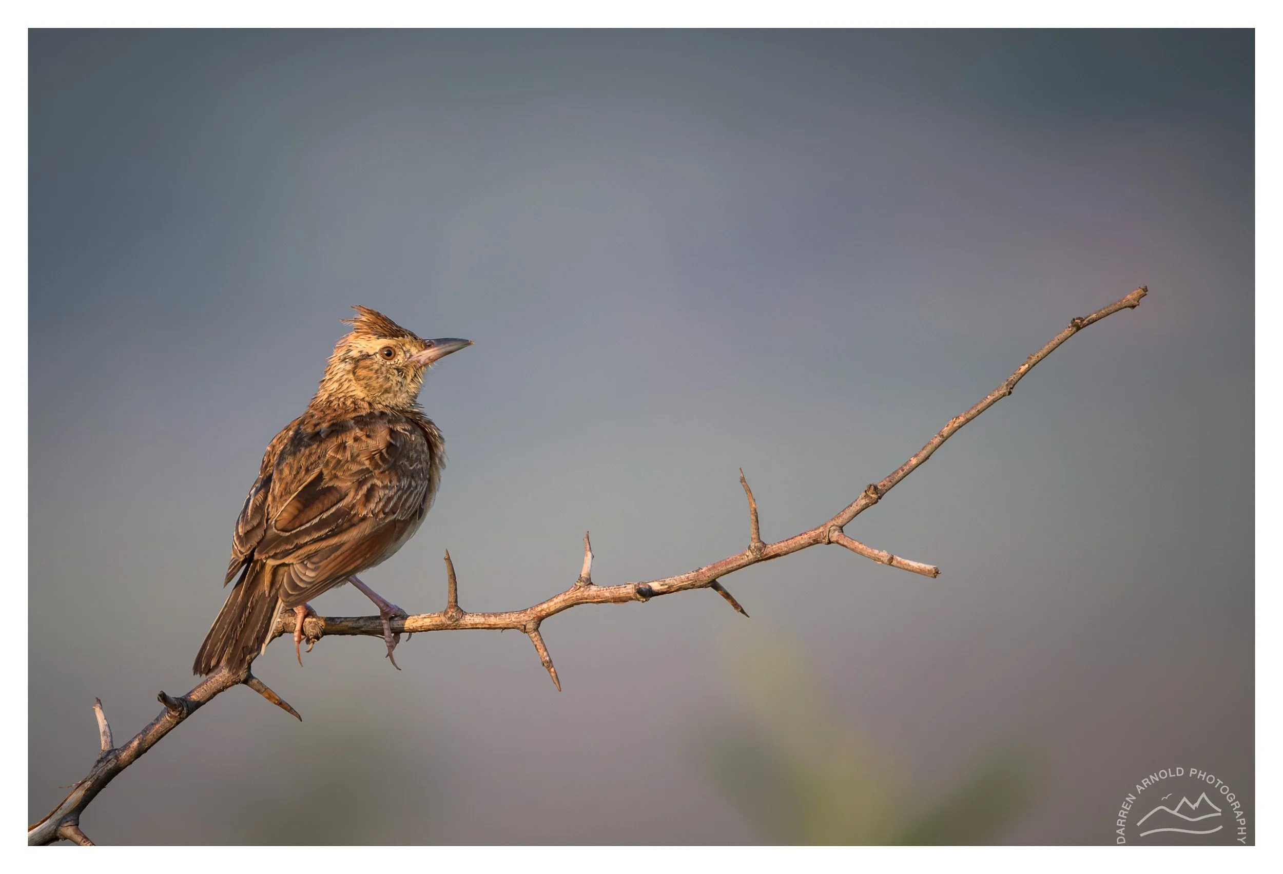 A brown bird with spikey feathers on its head perched on a thin, leafless branch against a blurred, cloudy sky background.
