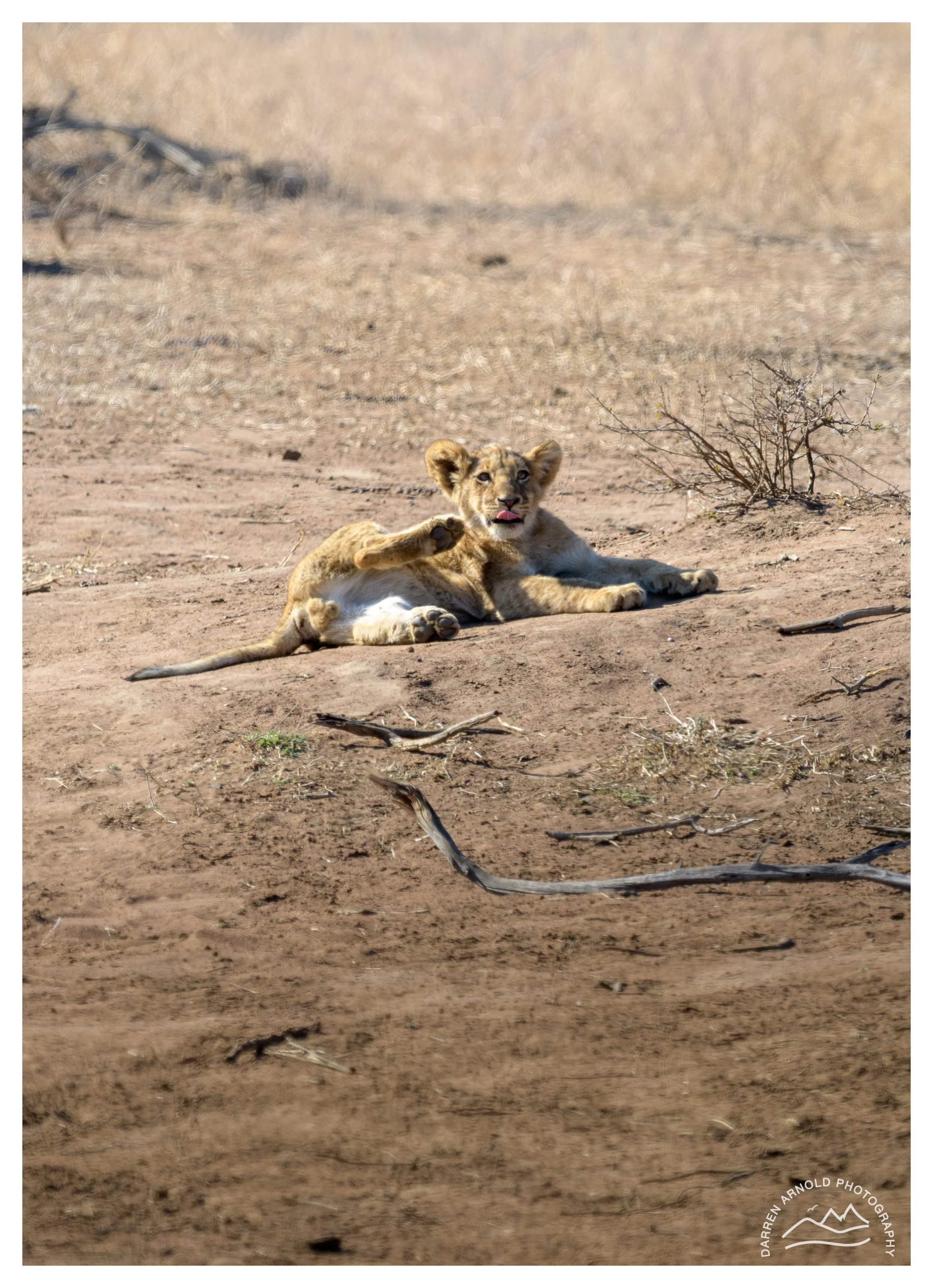 Web_Lion Cub_Kruger_July25_Day4.jpg