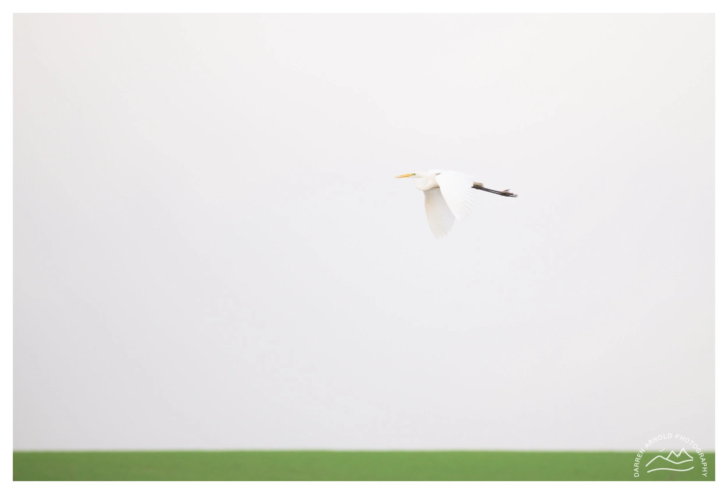 Web_Great Egret over Green_20251211_Stanwick Lakes.jpg