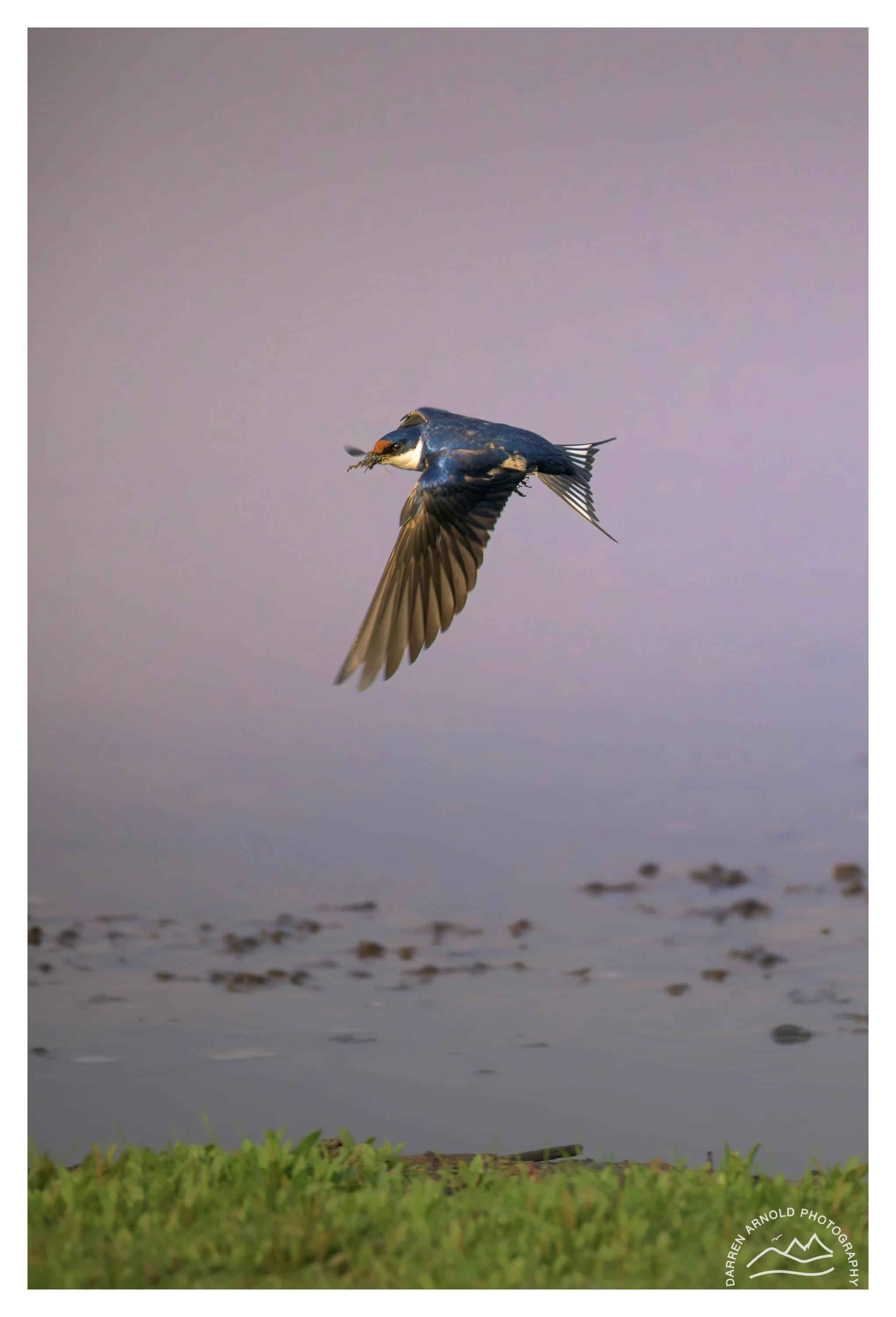 Web_Swallow in Flight_20250914_Marievale.jpg
