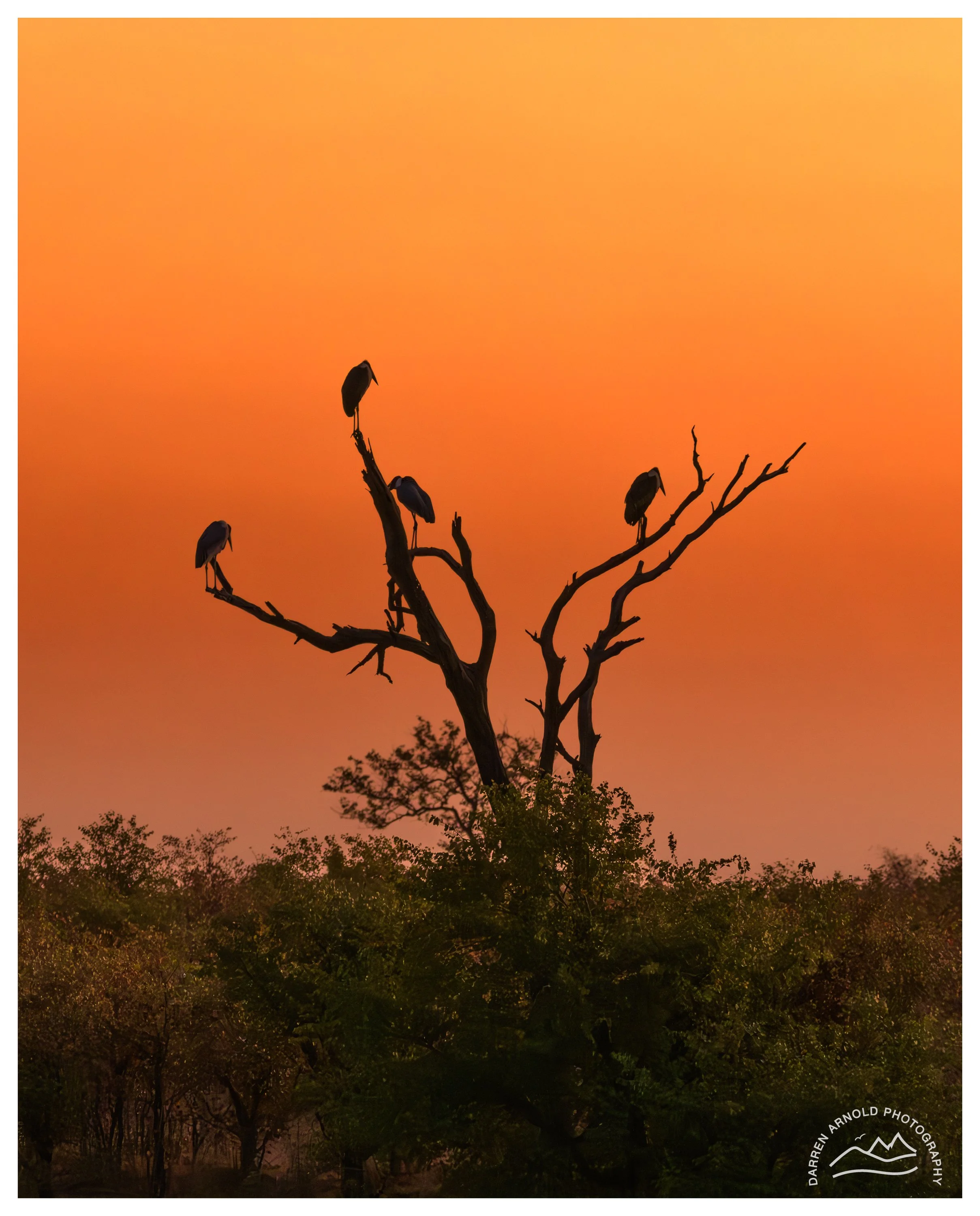 Web_Sunset Stork_Kruger_July25_Day2.jpg