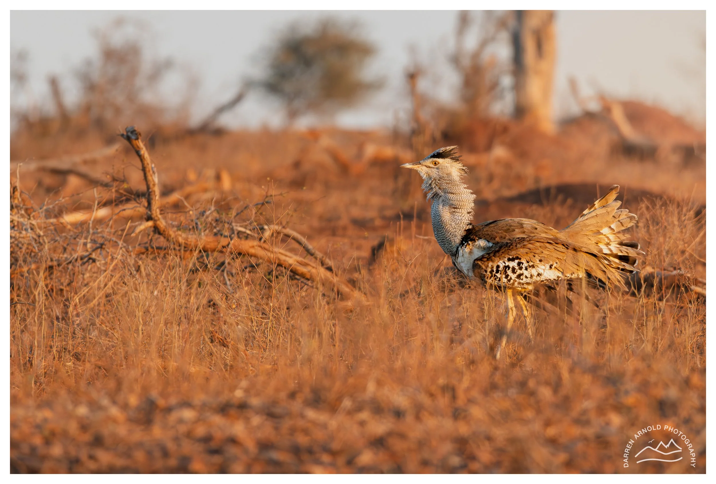 Web_Kori-Bustard_Kruger_July25_Day4.jpg