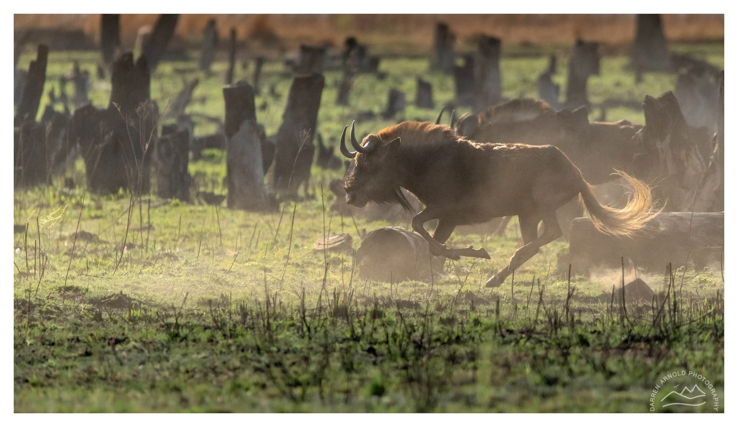 A wildebeest running across a grassy field with dust rising behind it, with other wildebeests and tree stumps in the background.