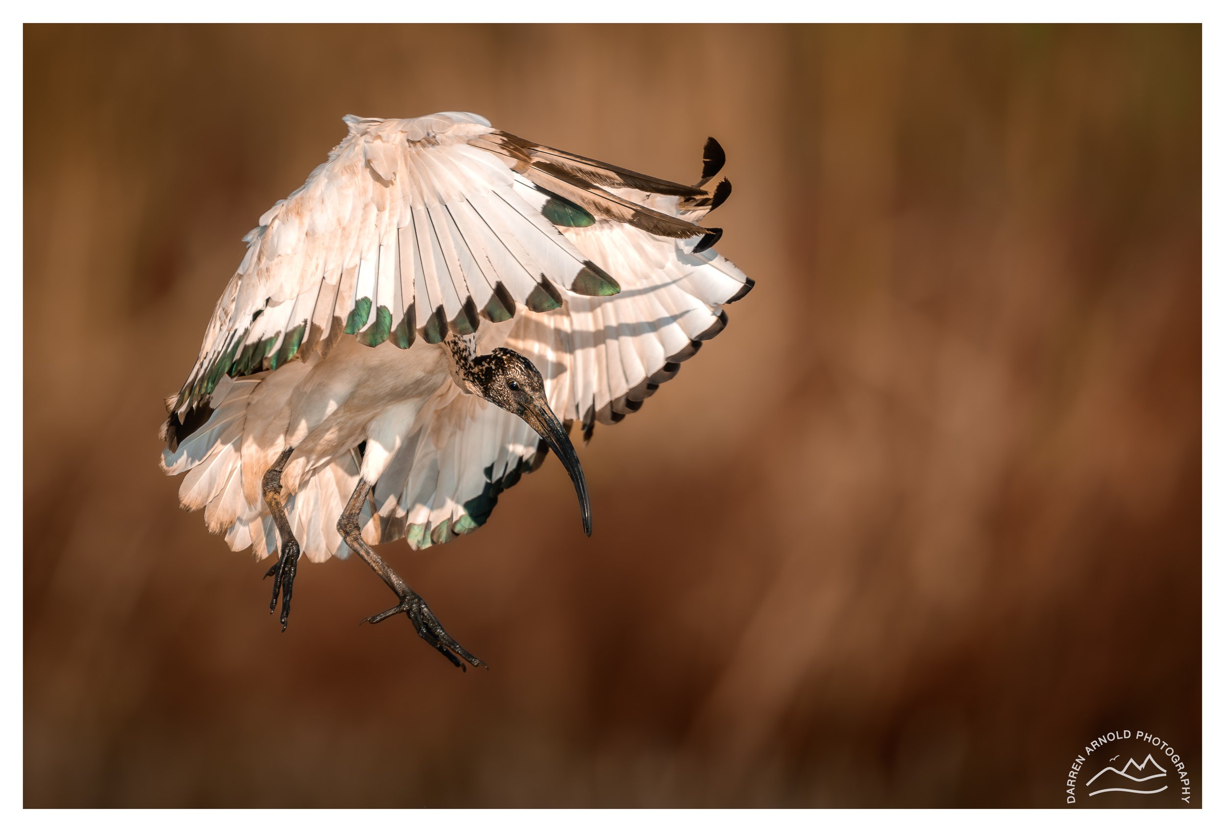 Web_Incoming Sacred Ibis_20240218_Marievale.jpg