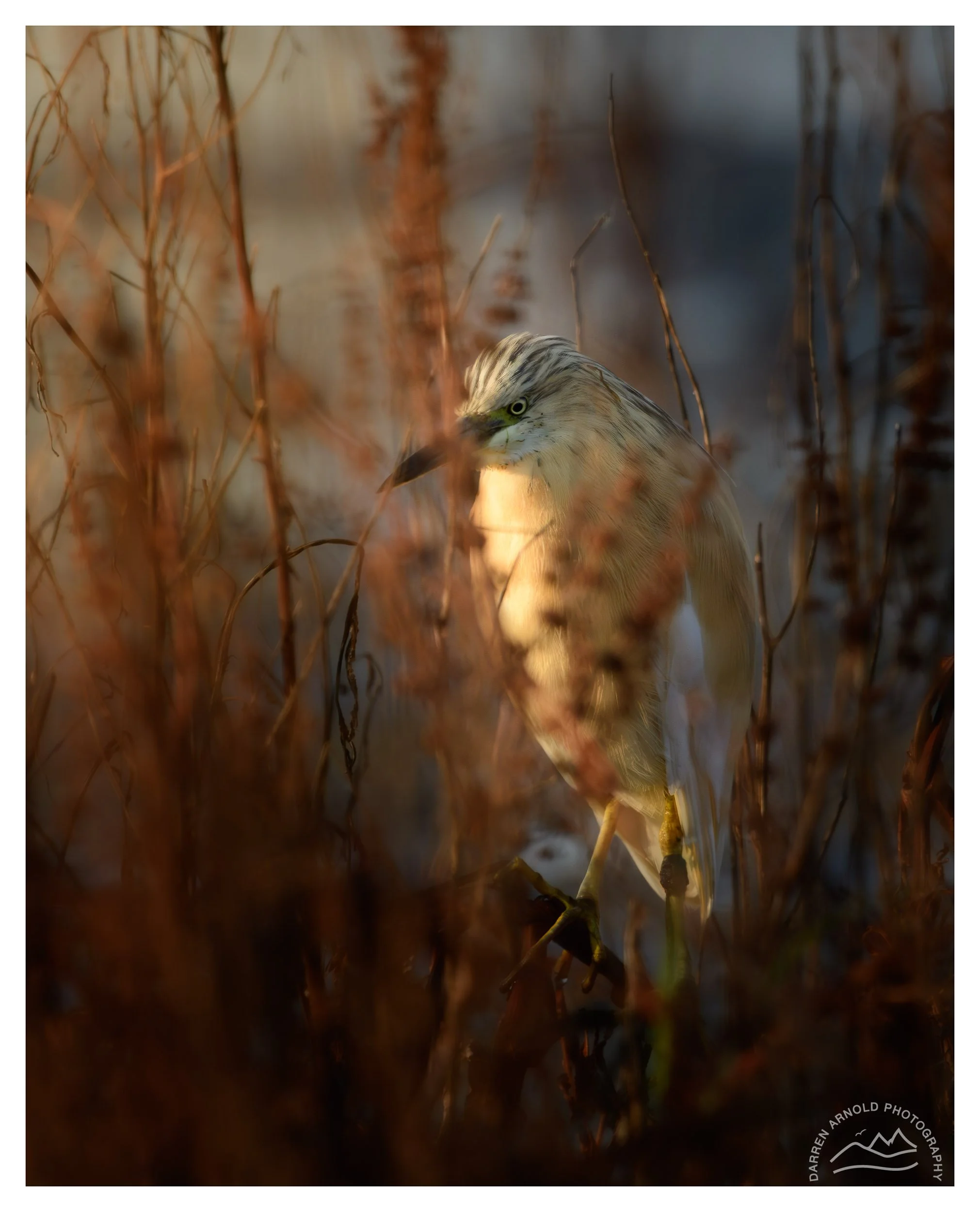 A heron standing among tall, dry, brown plants with muted background in natural light.