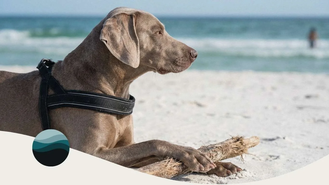 Dog lying on a sandy Gulf Coast beach near the shoreline, wearing a harness and holding a piece of driftwood.