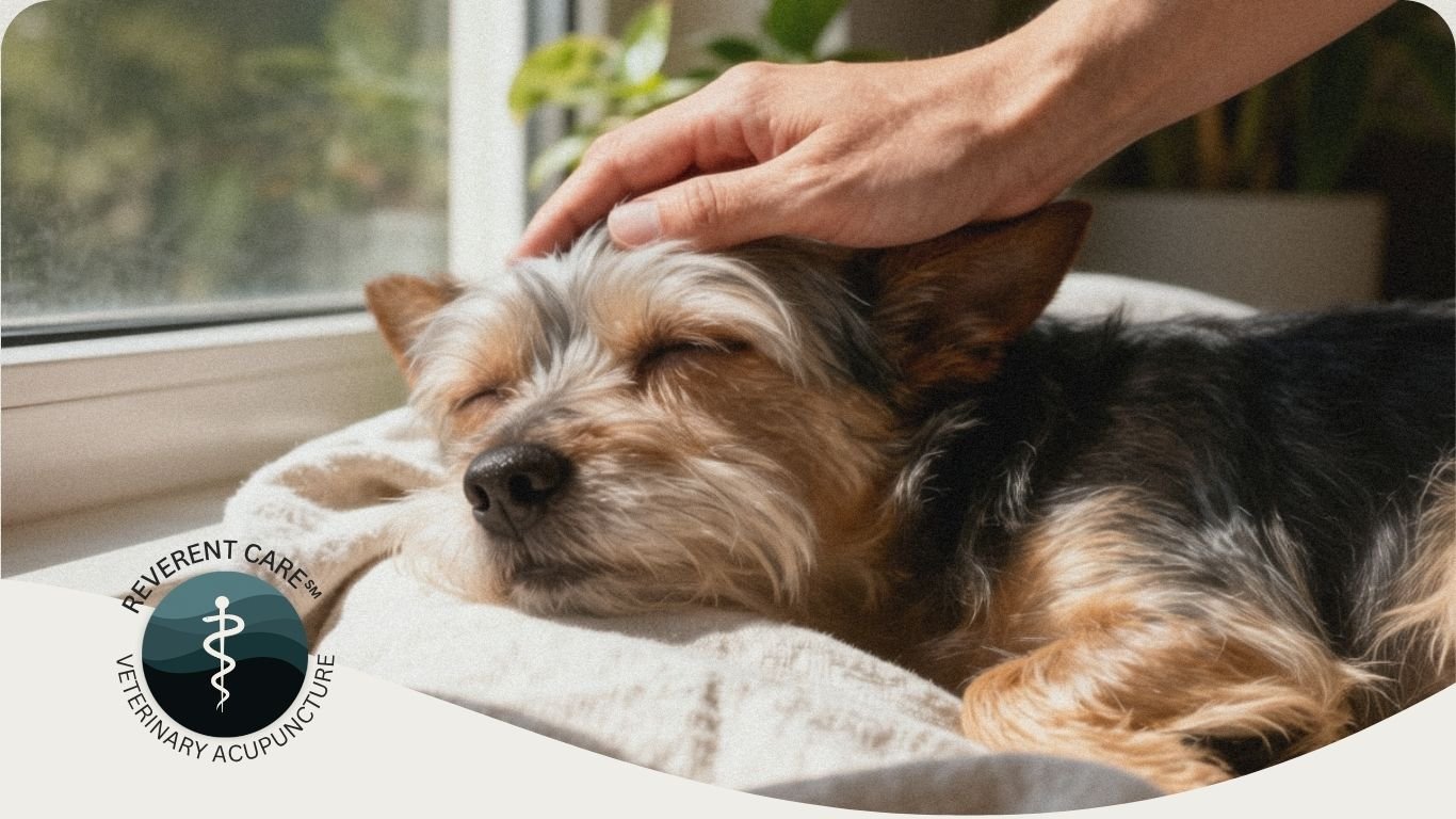 A senior dog dozes in a sunny window as their owner gently rests a hand on their head — the comfort at the heart of Reverent Care℠ veterinary acupuncture in Mobile, AL.