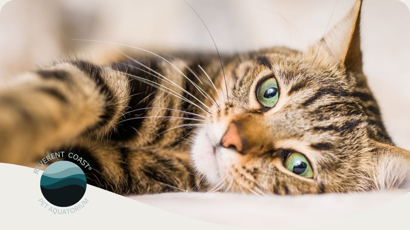 What to Do When Your Pet Passes at the Vet's Office