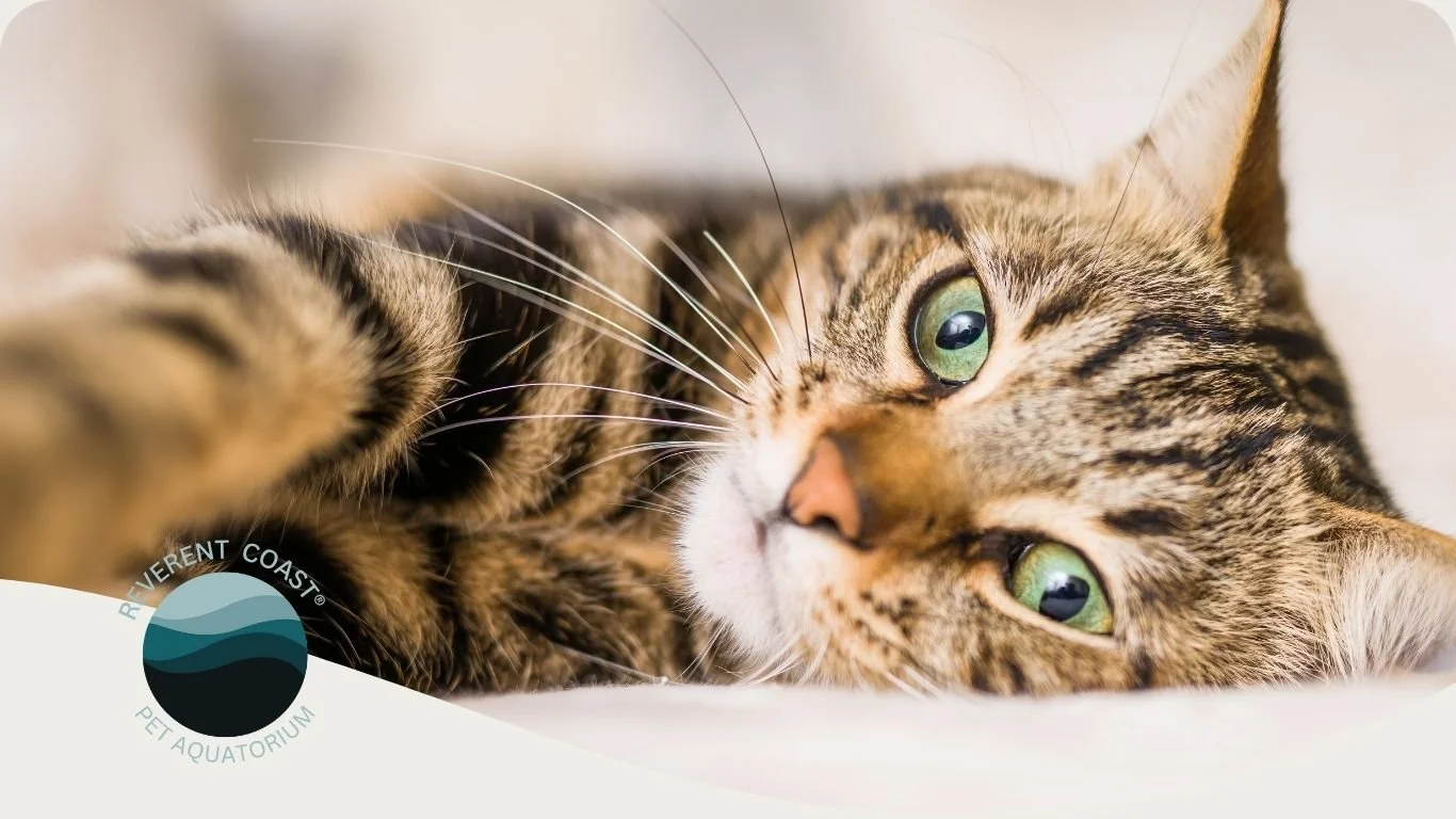 Close-up of a tabby cat lying on a soft surface with text introducing a guide for families after a pet passes at the veterinarian’s office — a quide for families inMobile and Baldwin County