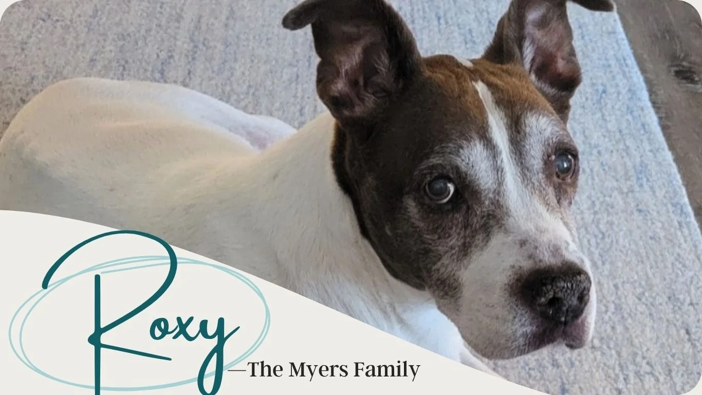 A white and brown dog with large expressive ears and a gray muzzle rests on a light blue mat, looking gently toward the camera. Text overlay reads: “Roxy — The Myers Family. Reverent Coast® Pet Aquatorium, Mobile, Alabama | Dr. Lydia Weber.”