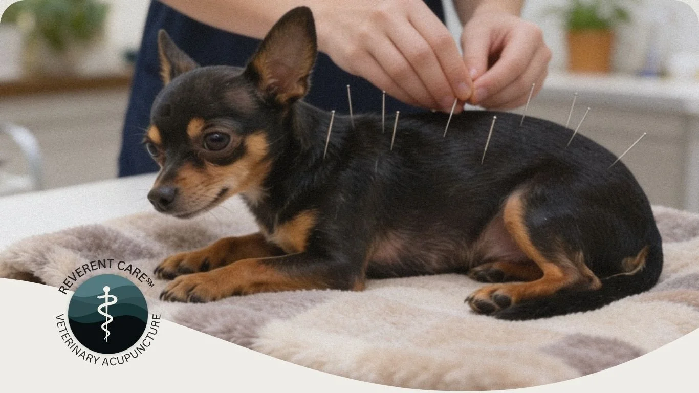 What to Expect at Your Pet's First Acupuncture Session