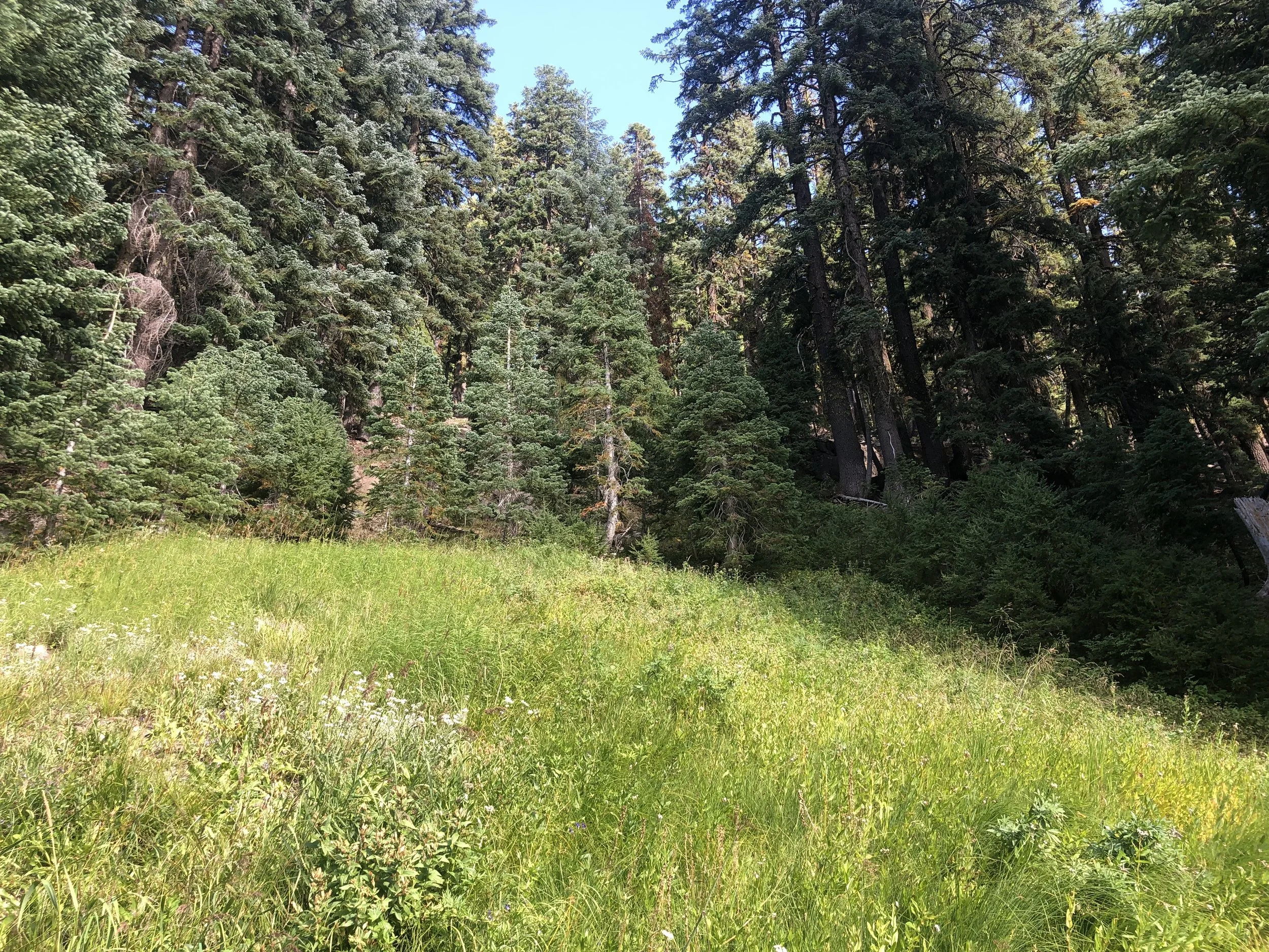 IMG_0208.jpeg