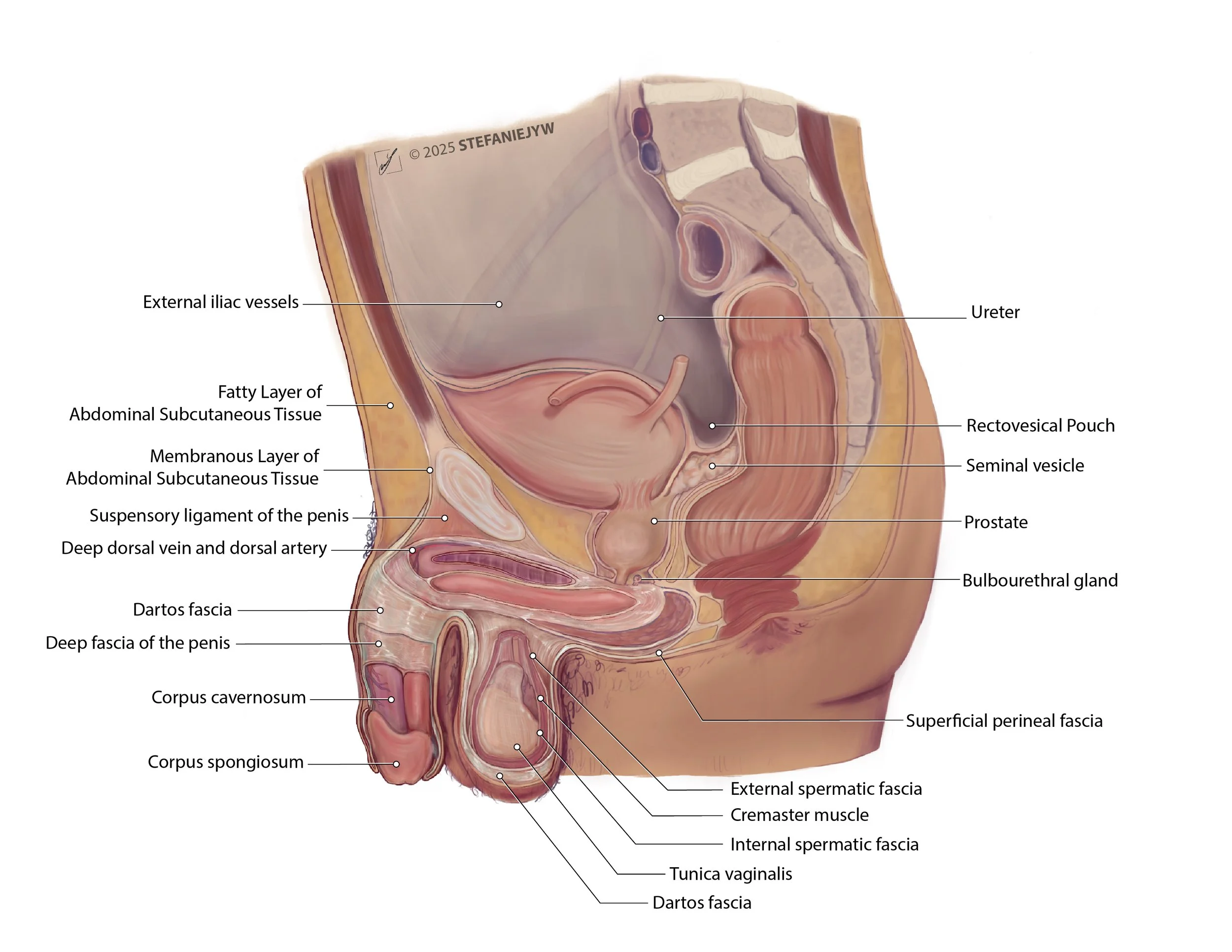 LABEL-Fascia-sag-male-label-2024.02.04-v002-white-01.jpg