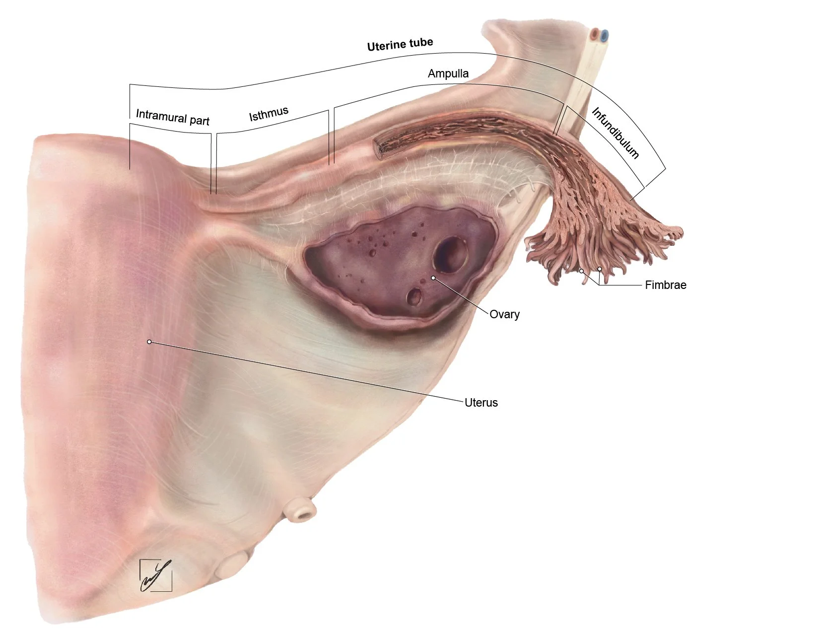Uterine tube and Vesicular ovarian follicles-newillustration-06262024-label.jpg