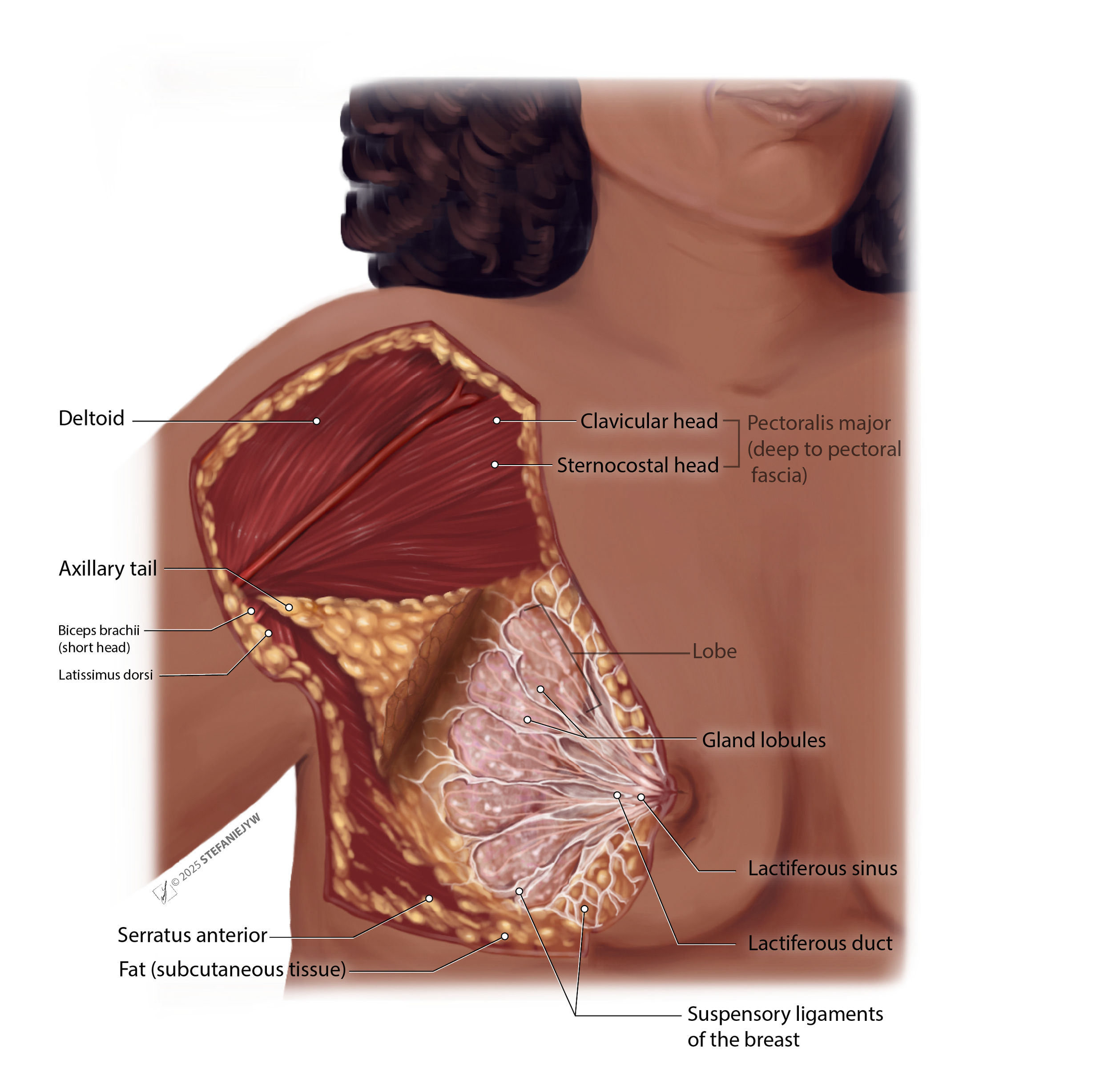 Suspensoryligaments+axillarytail-labelled-whitebg-SW.png