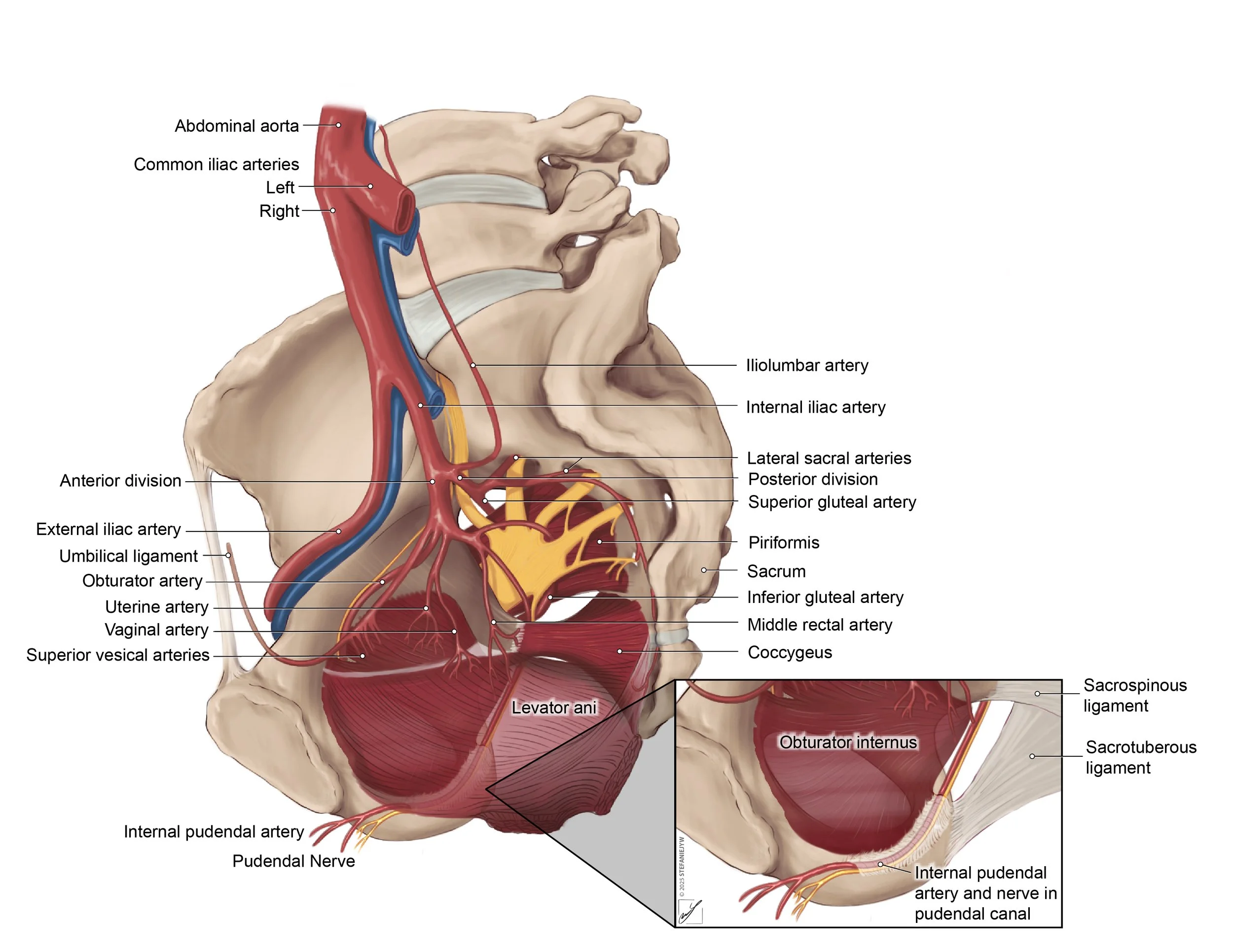 Labelled image of the female pelvis, seen from a sagittal cut.