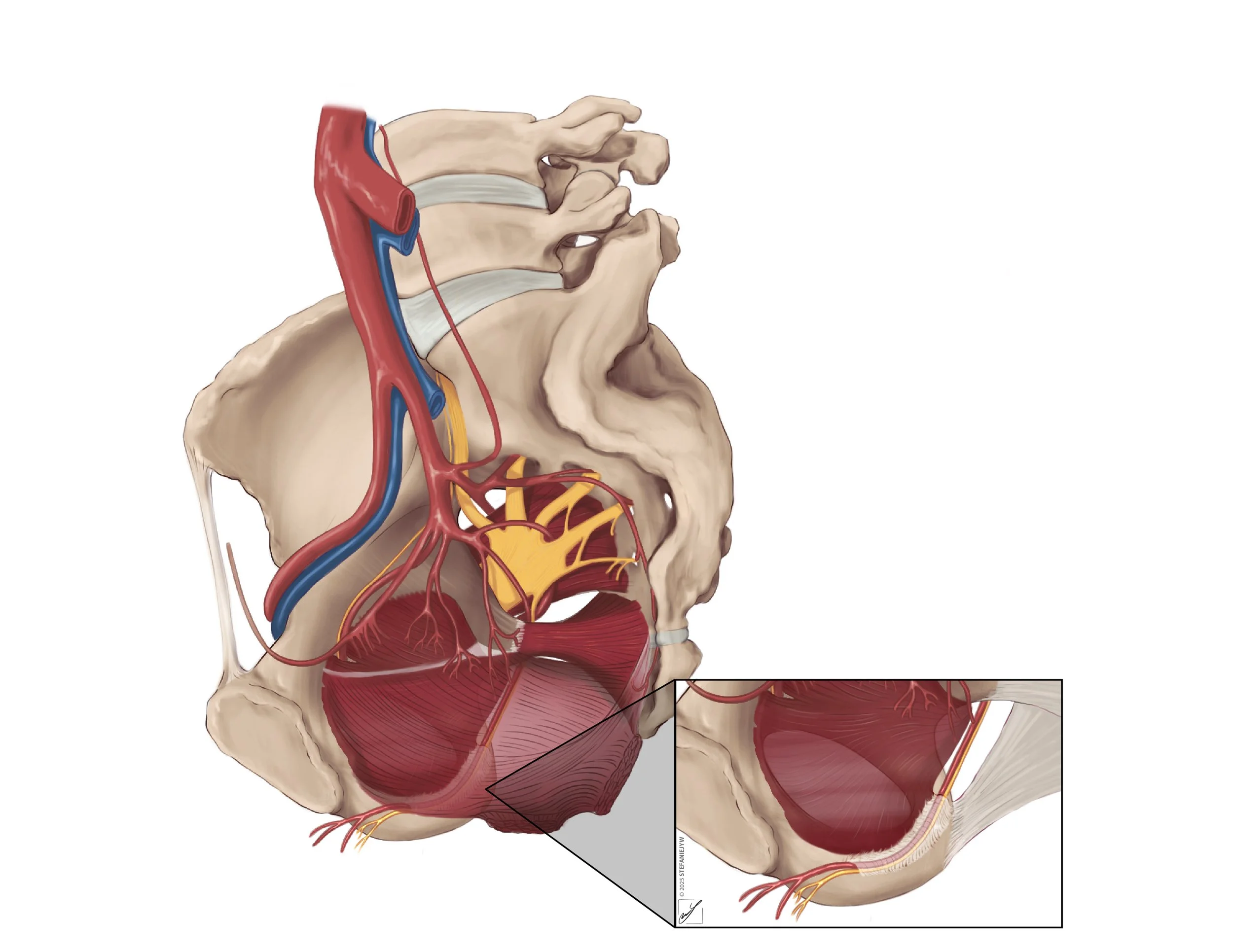 Illustration of the bony pelvis and the vessels to highlight the pudendal canal which is a ligament storing the pudendal artery and nerve
