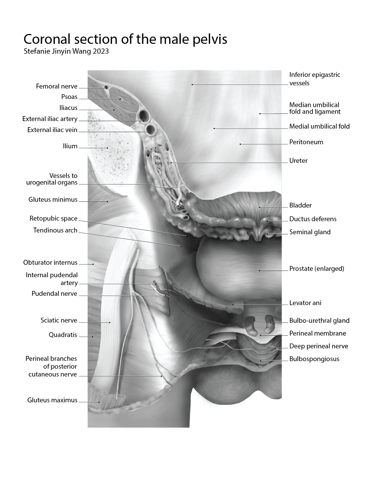 Posteriorpelvismale-exportlabelled-v042-01.png