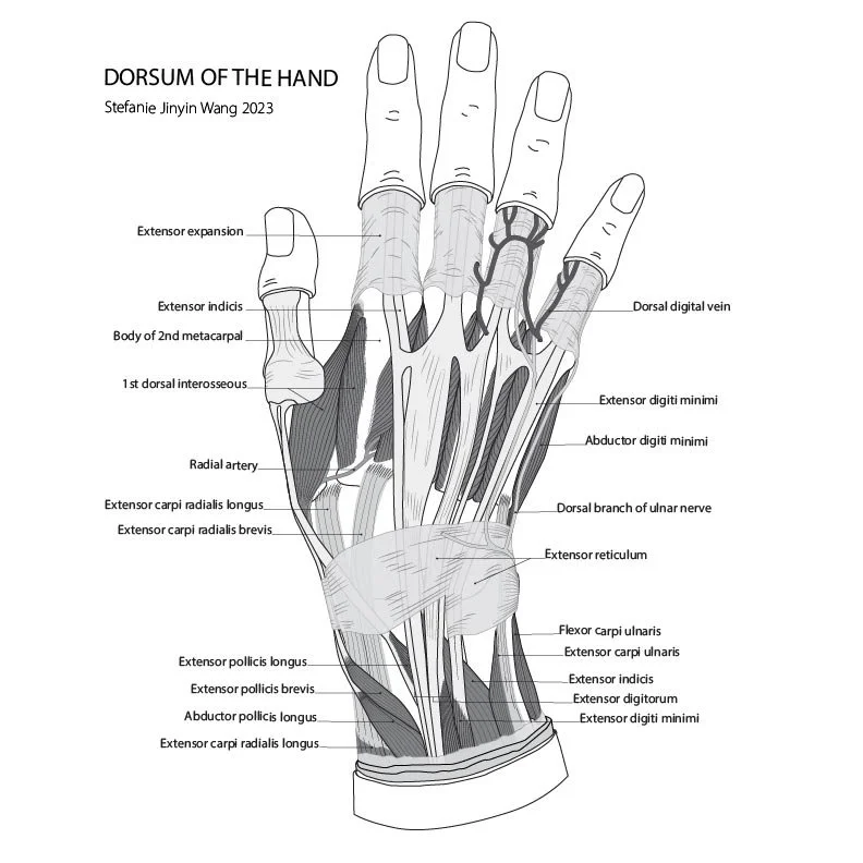 MSC1001-Dorsumofhand-20231108-v033 copy-01.jpg