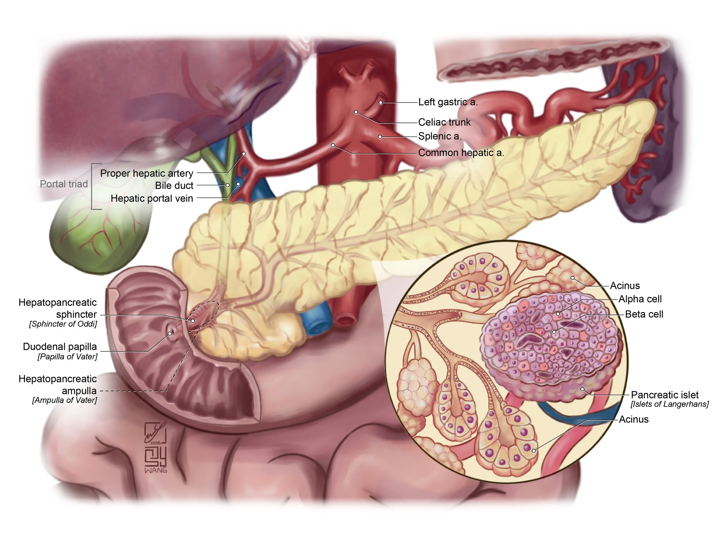 Pancreatic islets_label.jpg