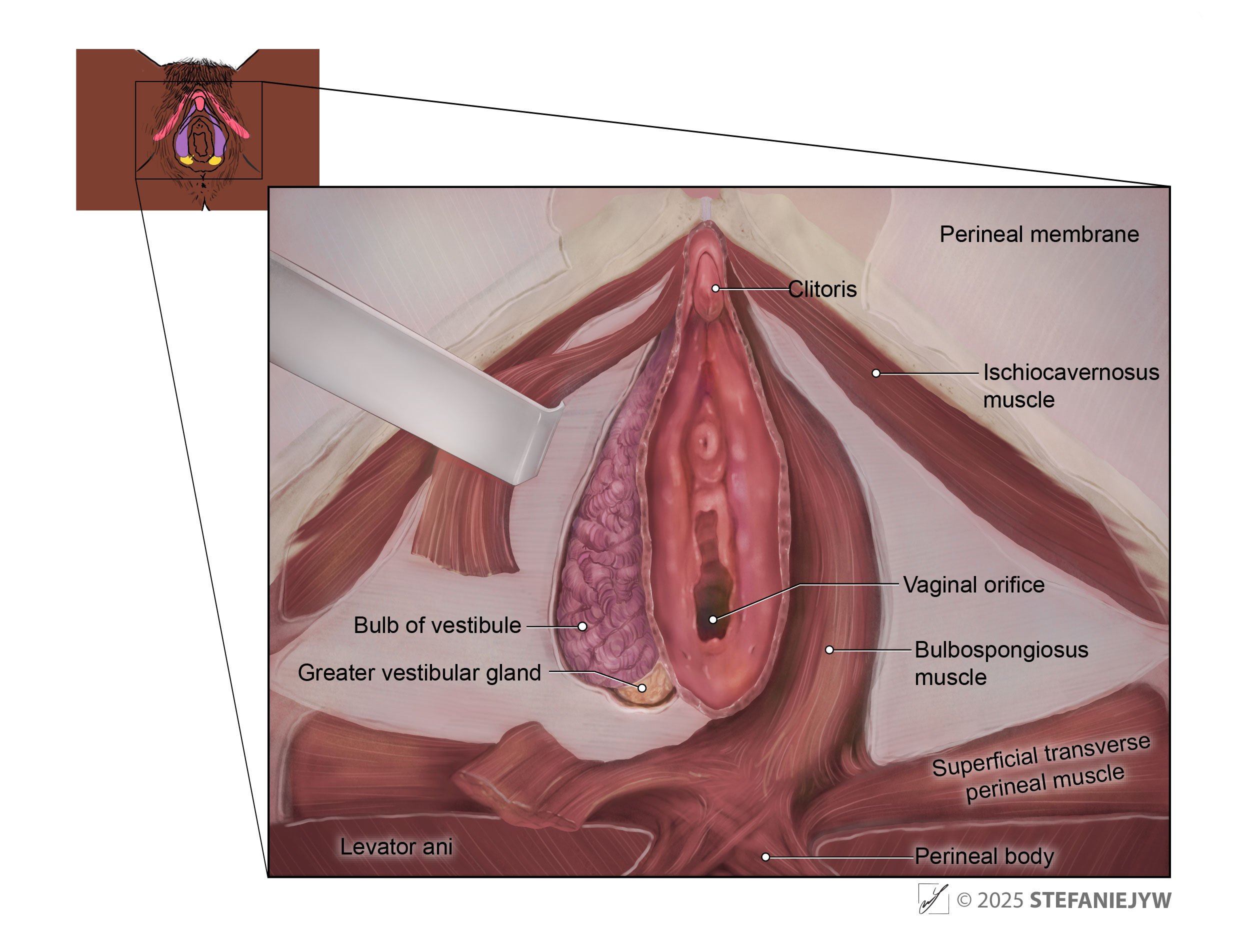 V2Greater_Vestibular_Glands-boxtemplatewtext-05232025-v002-01-01.jpg