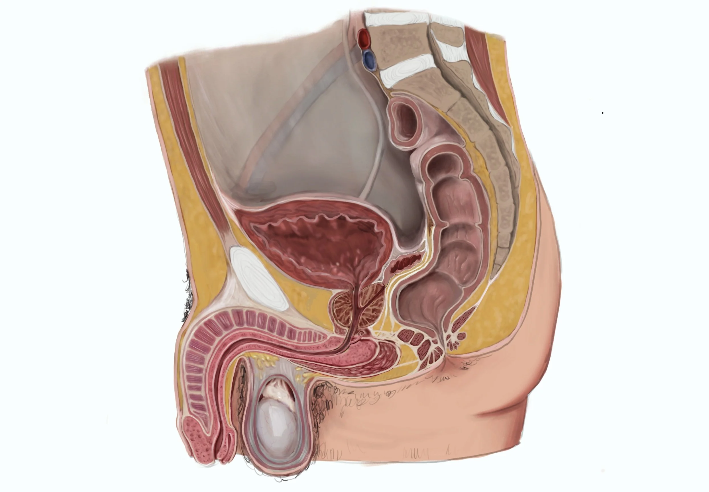 Sagittal_With_Penis.jpg